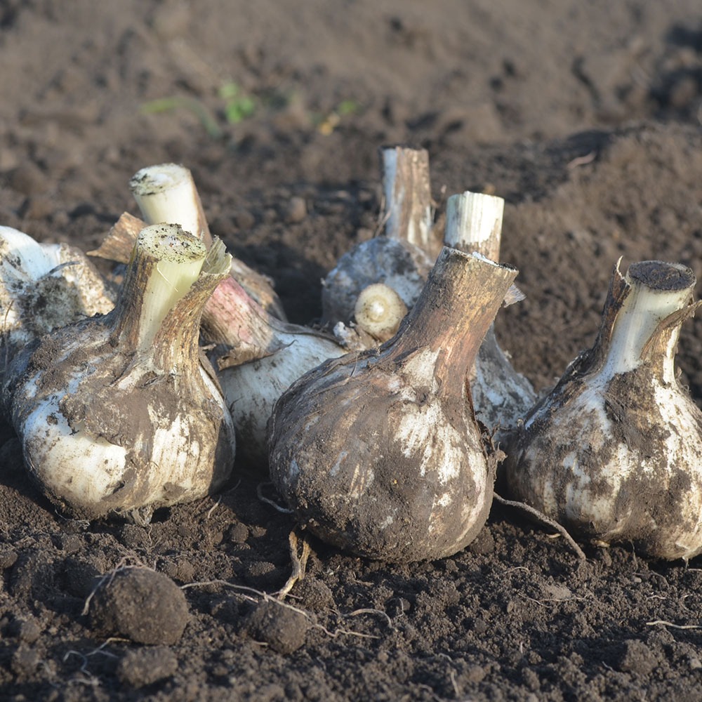 掘りたて！青森県産 生にんにく LМサイズ混ざり 500g 土付き