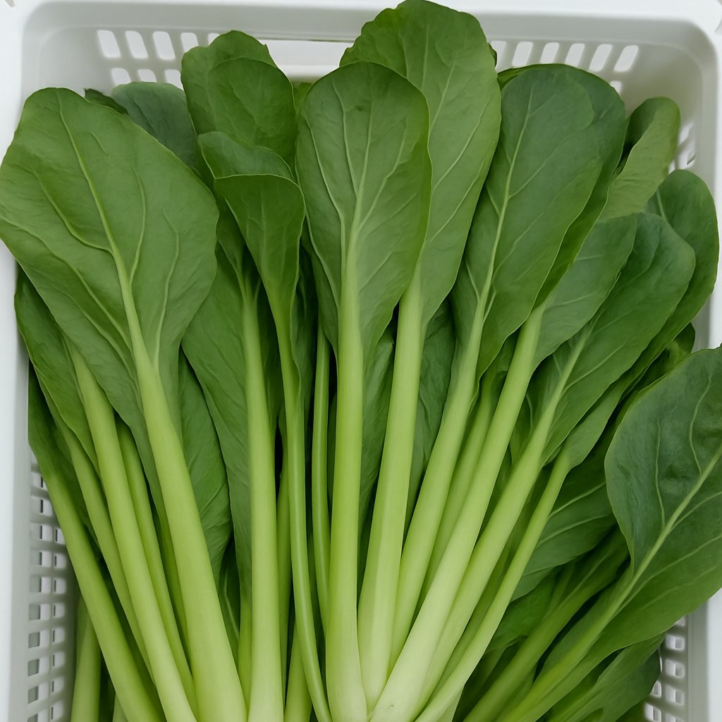 栄養の満点 激安😱小松菜(3kg) 生産者直売品(冷蔵便代無料) ｜ 野菜