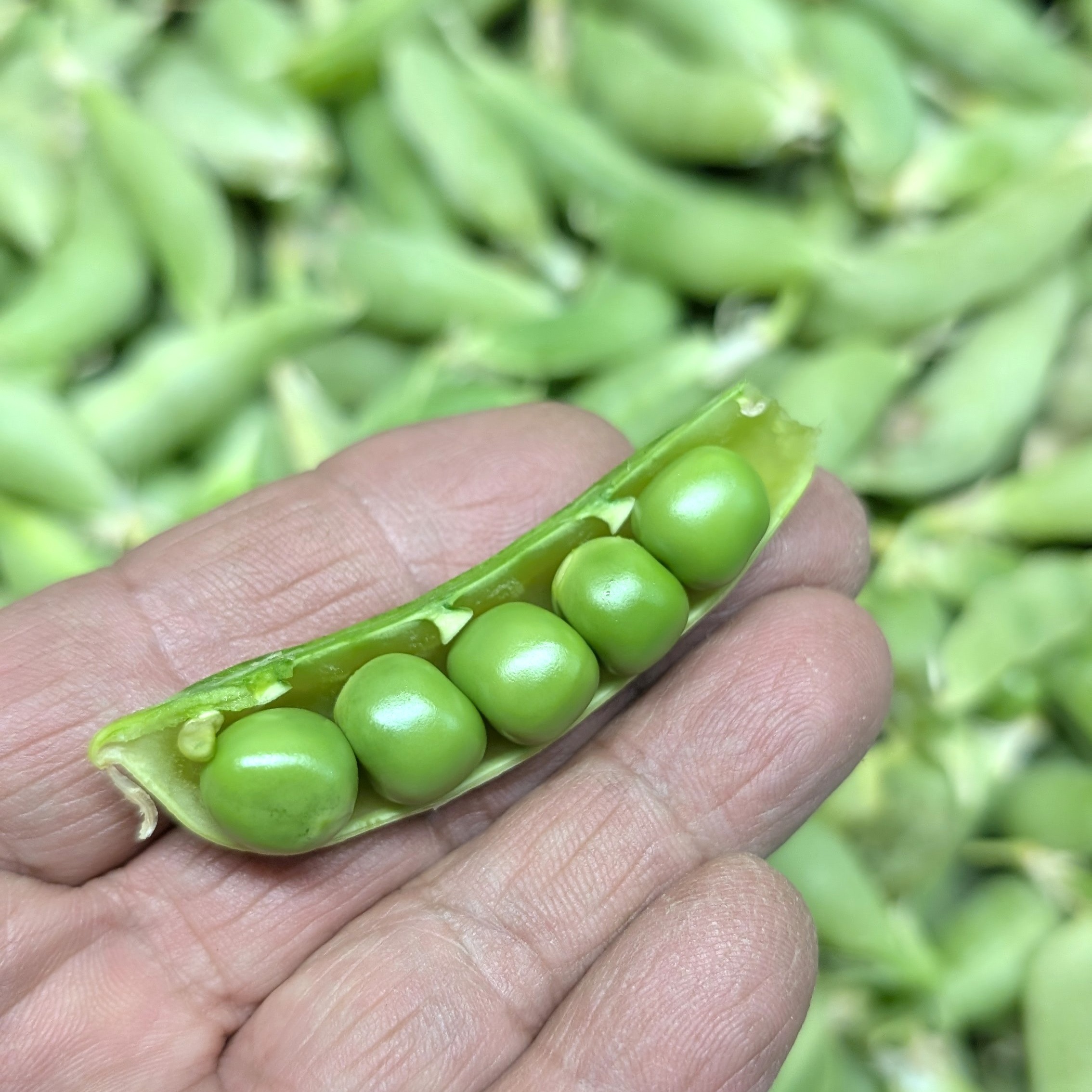 岡山県産　農薬不使用　つるありスナップエンドウの苗6本 完熟スナップ豌豆（エンドウ） 農薬不使用（無農薬）栽培 4月内（予定