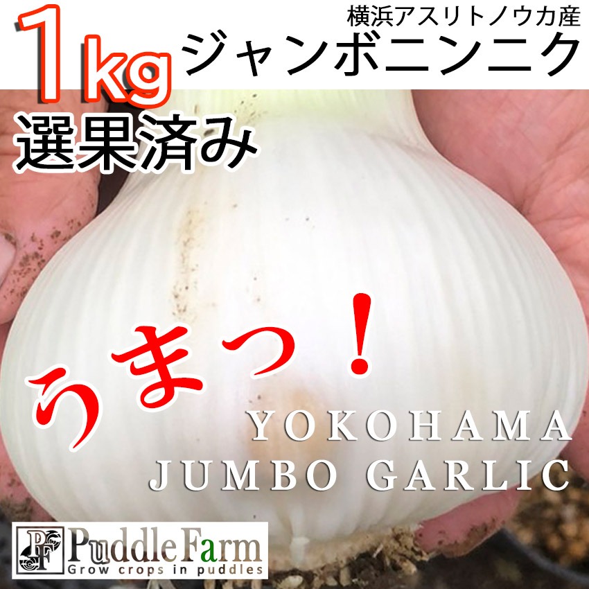 横浜産ジャンボ生ニンニク1kg【むき実：選果済み】【期間限定