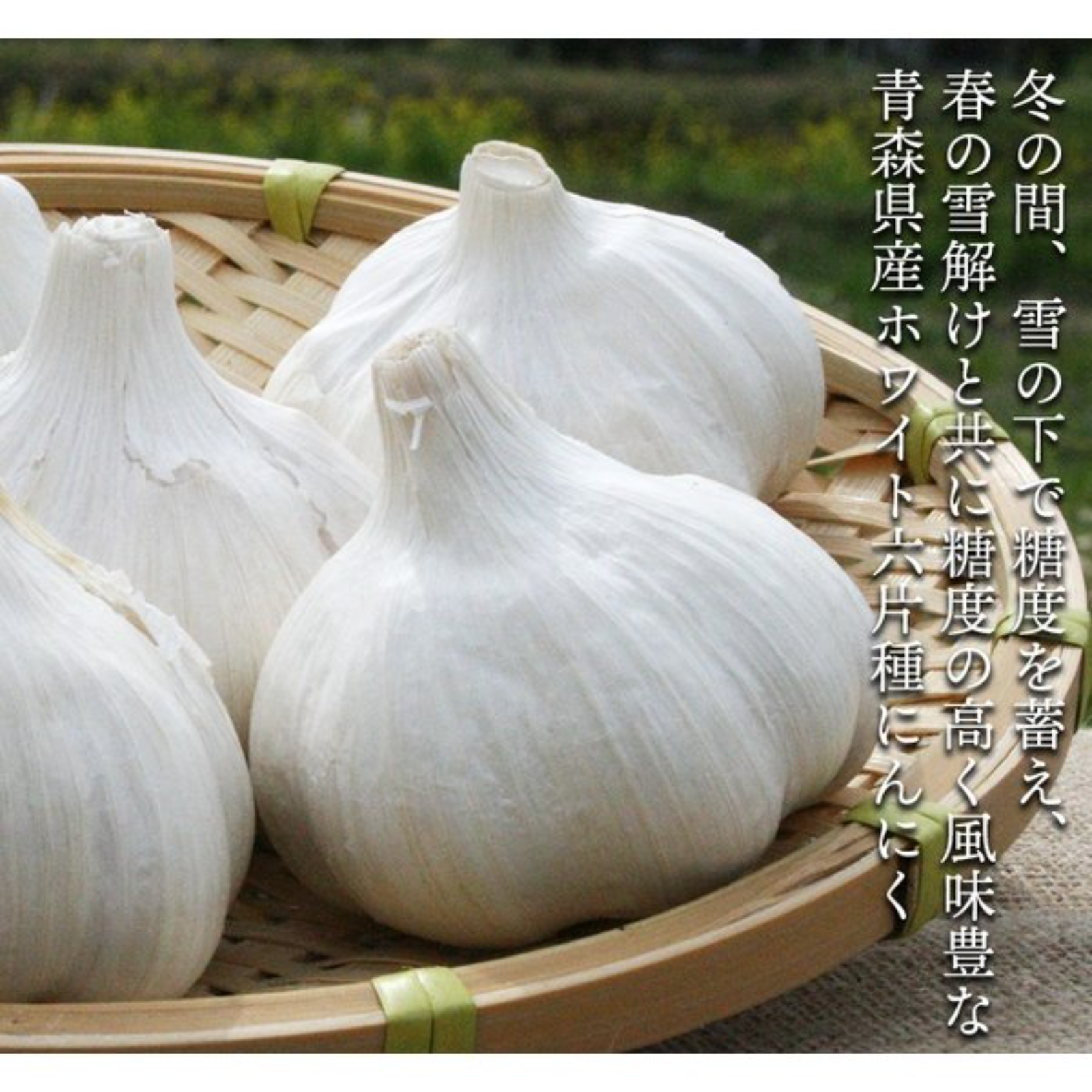 青森県産ホワイト六片種にんにく 大玉 3kg(1kg×3ネット) 令和7年度産