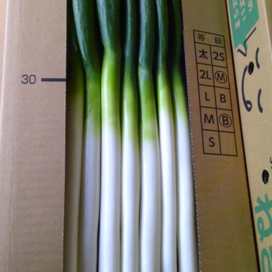 長ネギ 5k Mサイズサイズ ｜ 野菜/ねぎ 産直アウル 農家・漁師など
