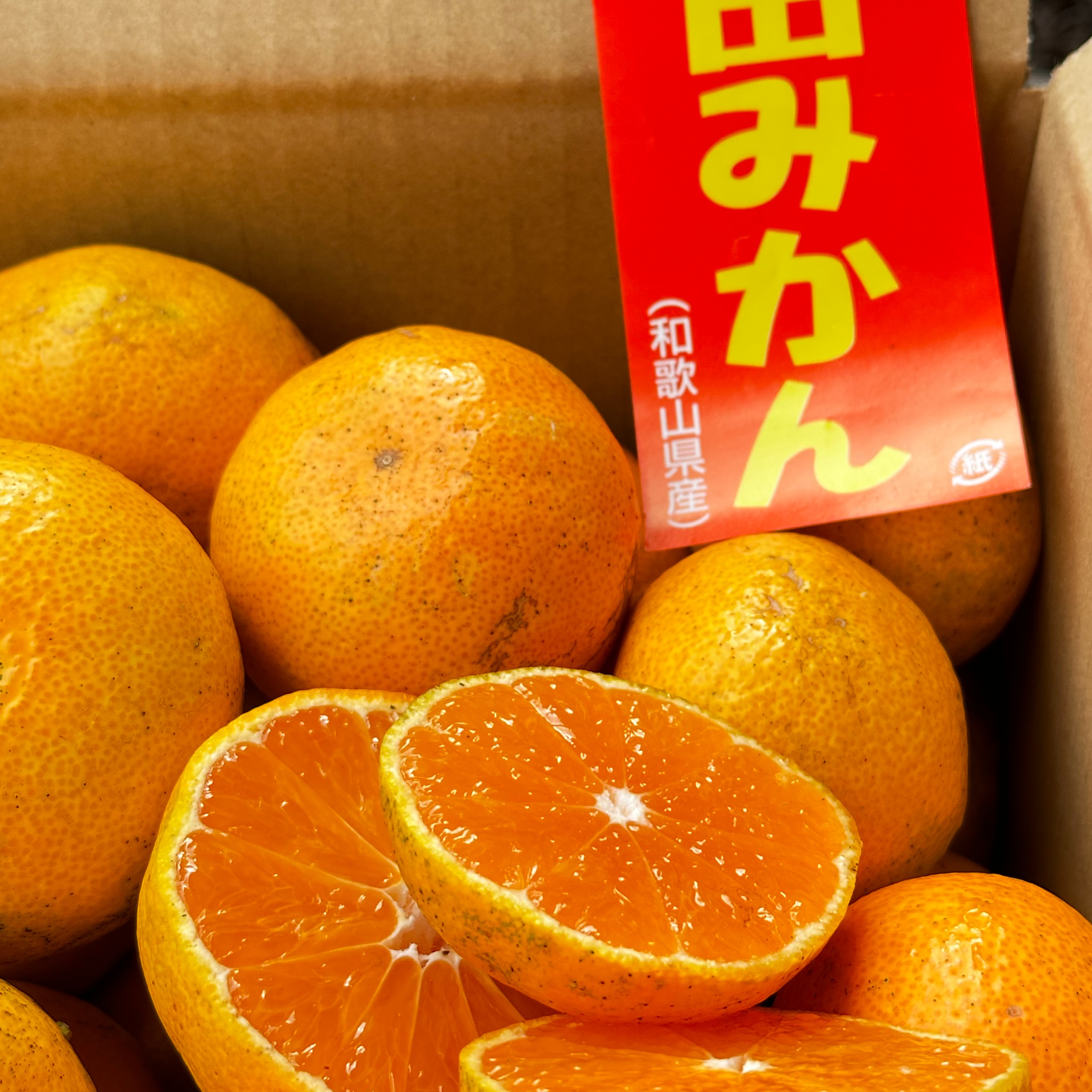 【訳あり】ほりたて菊芋　みかん箱3箱分相当詰めます！30キロ目安　常温発送