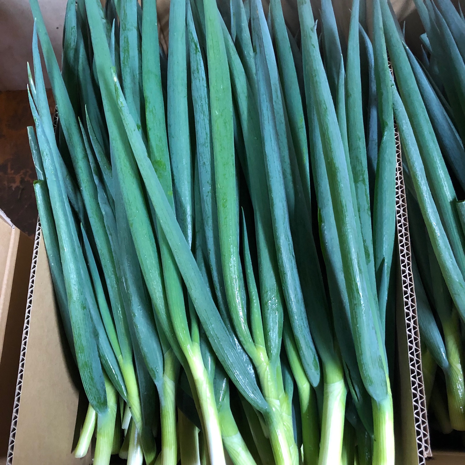 青ねぎ 加工用 根切り ｜ 野菜/ねぎ 産直アウル 農家・漁師など生産者