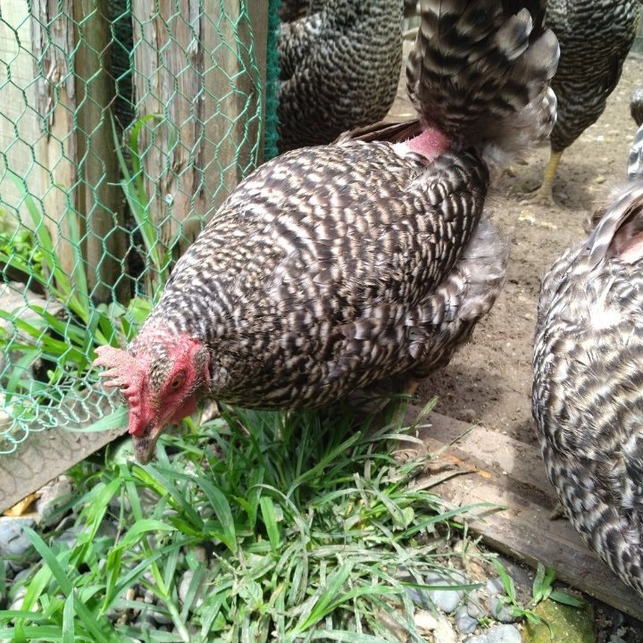 大分県産平飼い鶏卵 160個入り 平飼い卵 （本州、四国、九州の方限定） ｜ 卵/鶏卵 産直アウル 農家