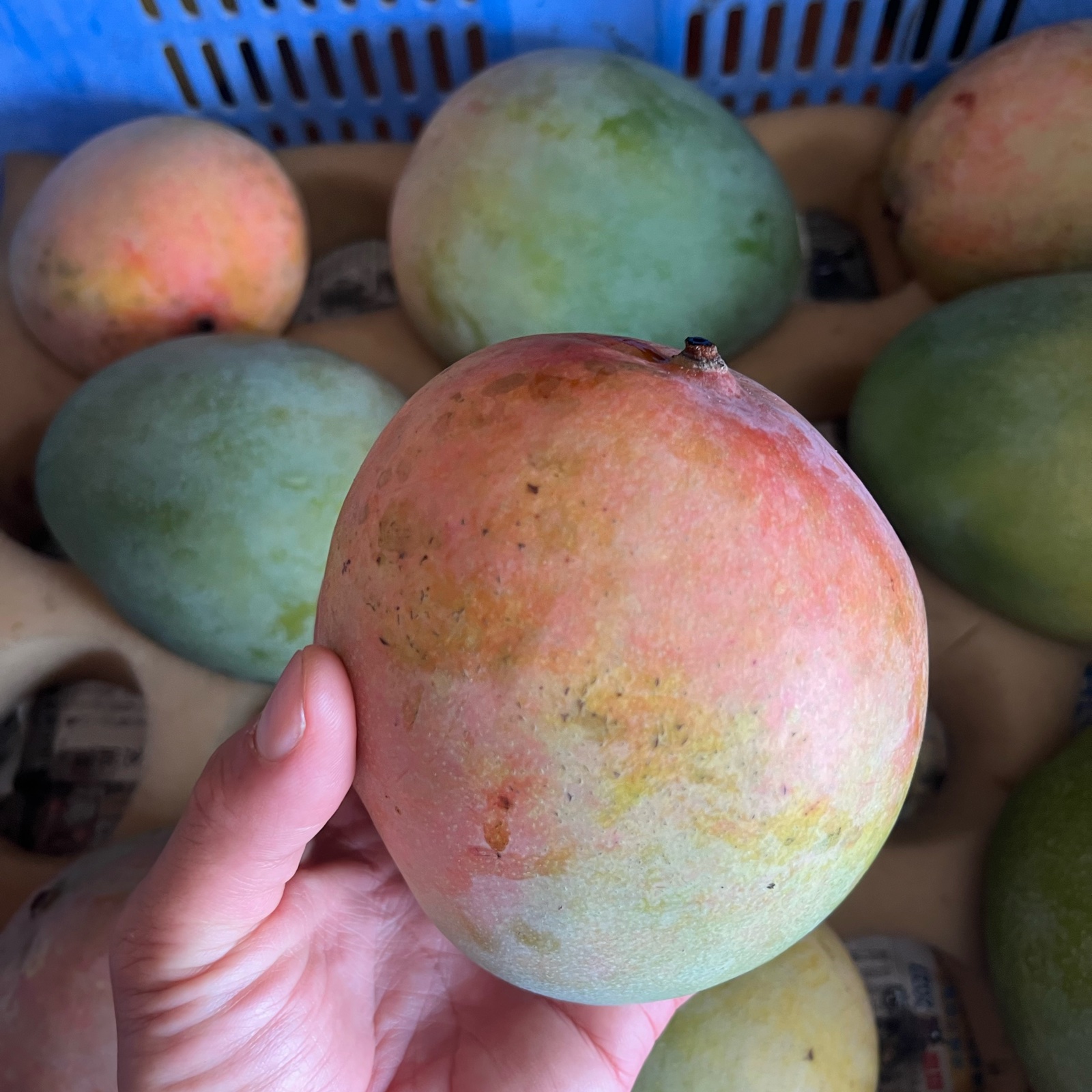 沖縄県産 キーツマンゴー 1,5kg(2-3玉)～※傷ありご家庭用 ｜ 果物