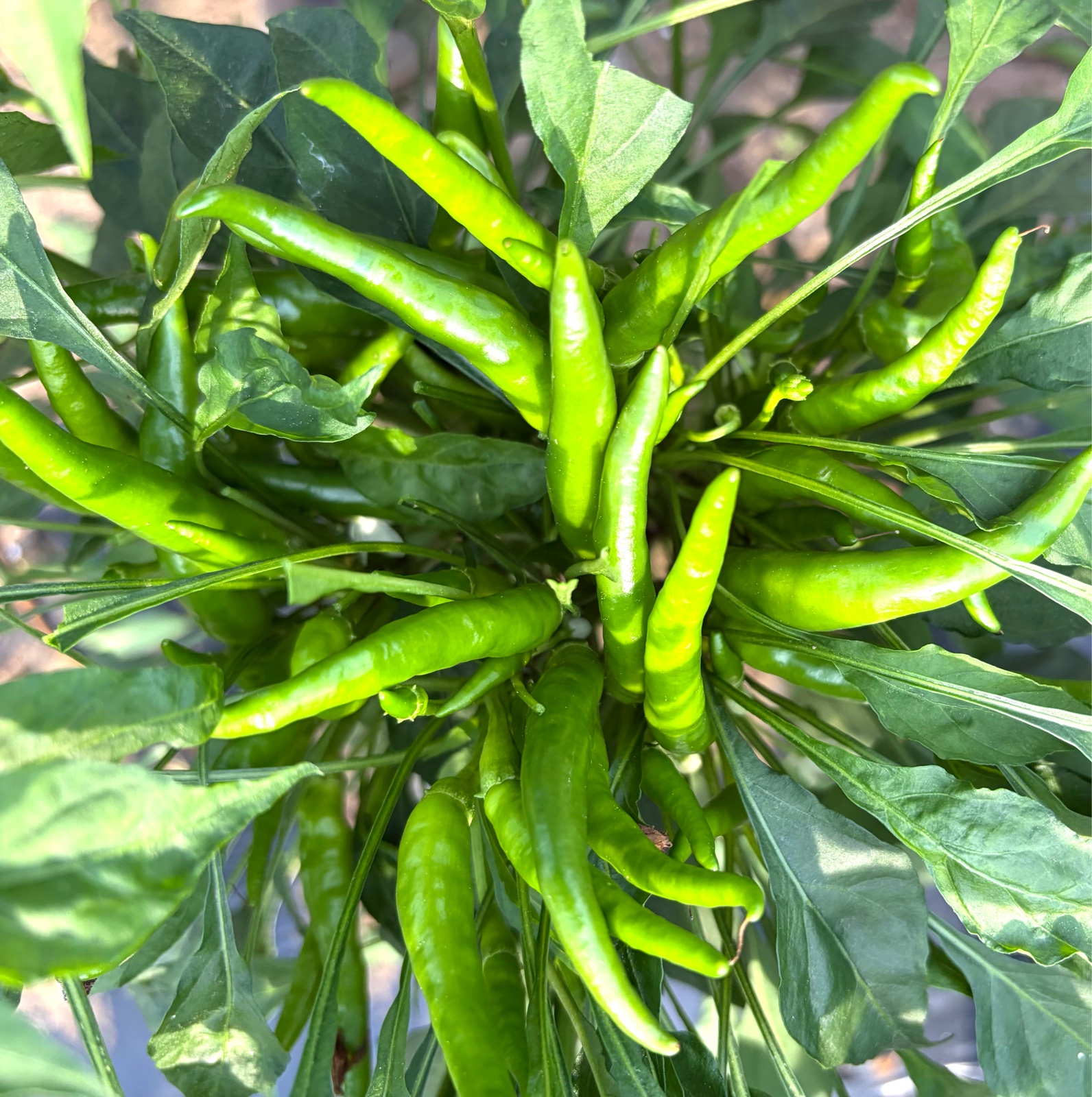 鷹の爪】青唐辛子(送料込み) ｜ 野菜/その他野菜 産直アウル 農家