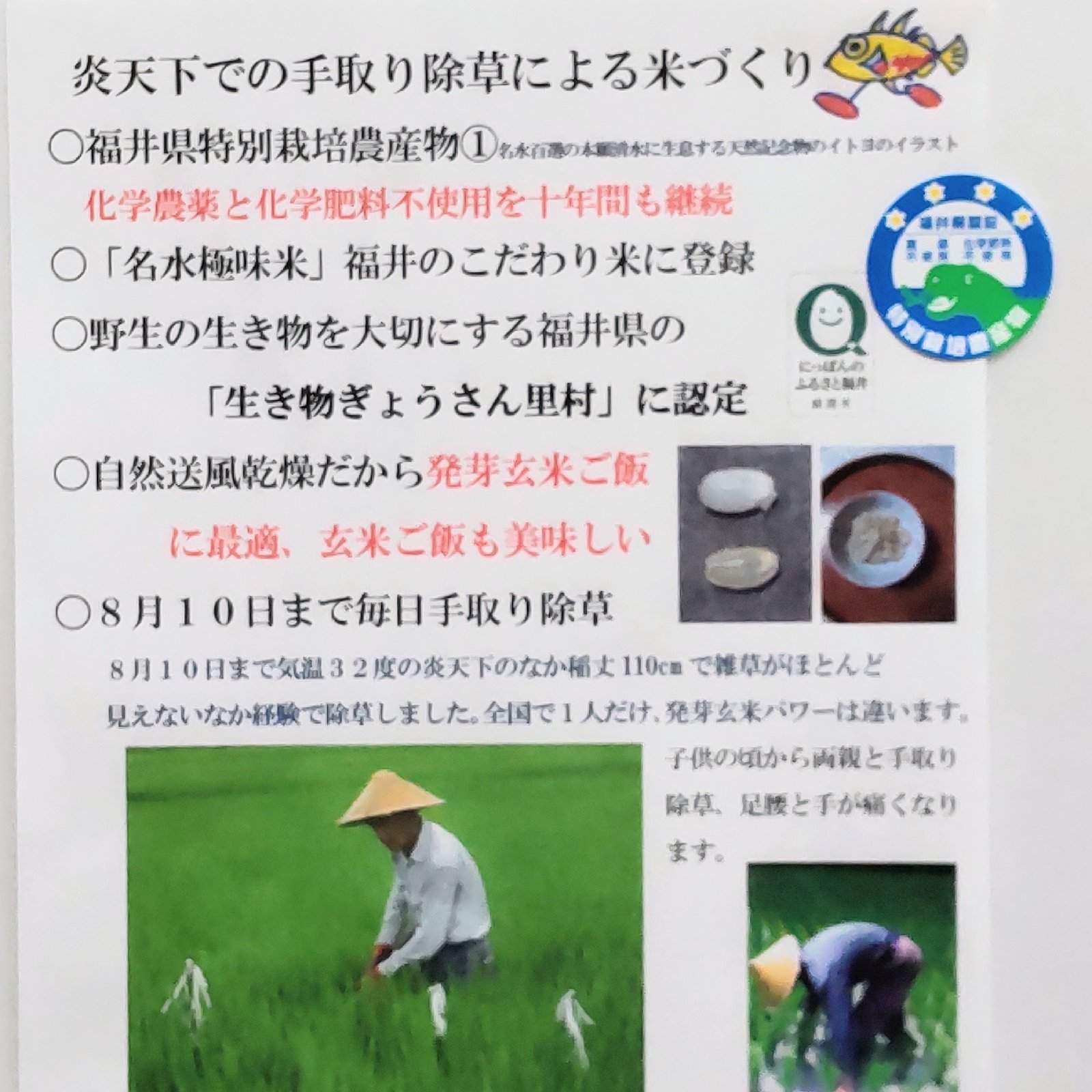 名水極味米 元気になる米づくり 7年産コシヒカリ 発芽用玄米20kg(10kg