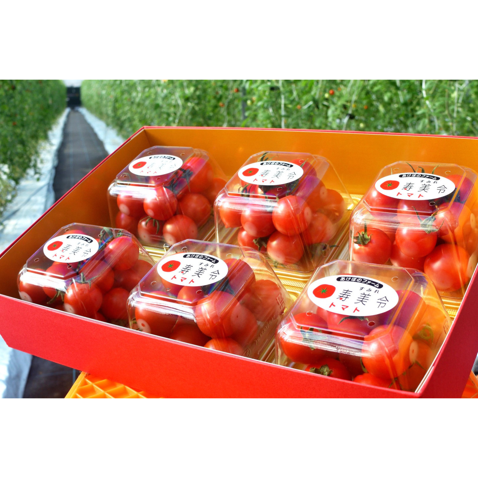 贈答用】 寿美令トマト （250g×6個／化粧箱入り） フルーツトマト ミニ
