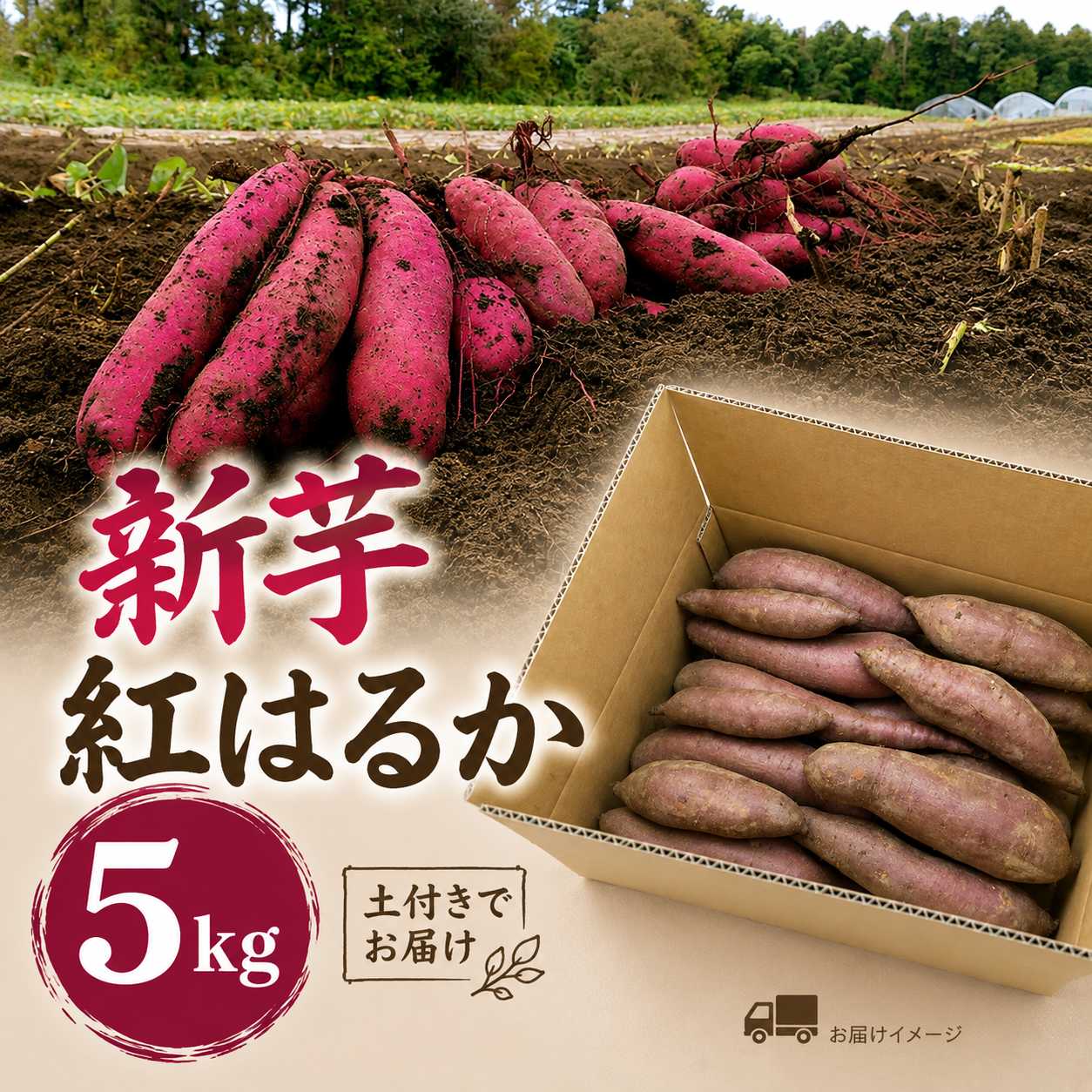 茨城県産 紅はるか 生さつまいも（土付き）5kg（箱込み）【期間限定
