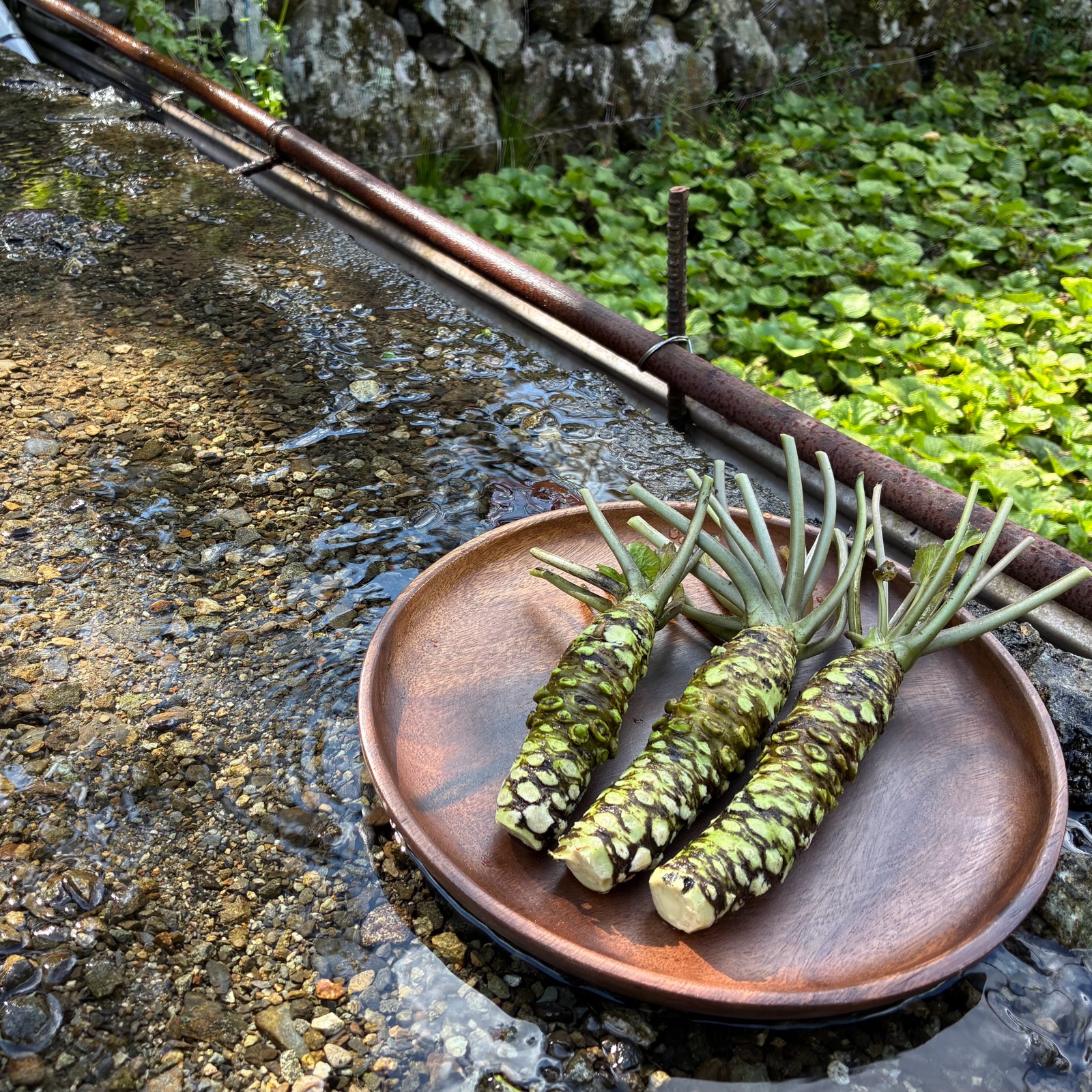 わさび（野菜＞薬味）の産地直送商品一覧（通販・お取り寄せ）-産直アウル