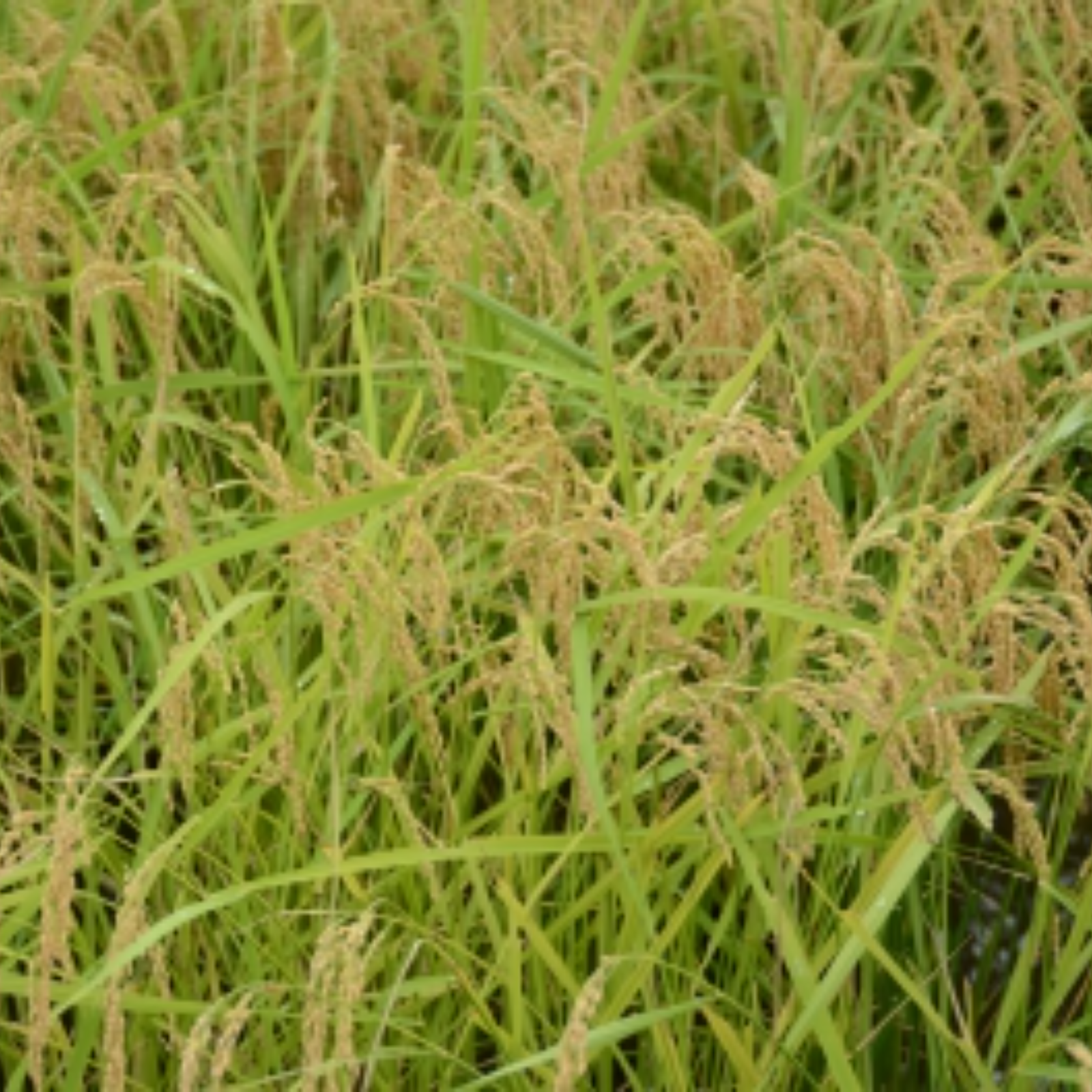有機米コシヒカリ JAS認証 玄米【令和7年産・愛知県産】 10kg