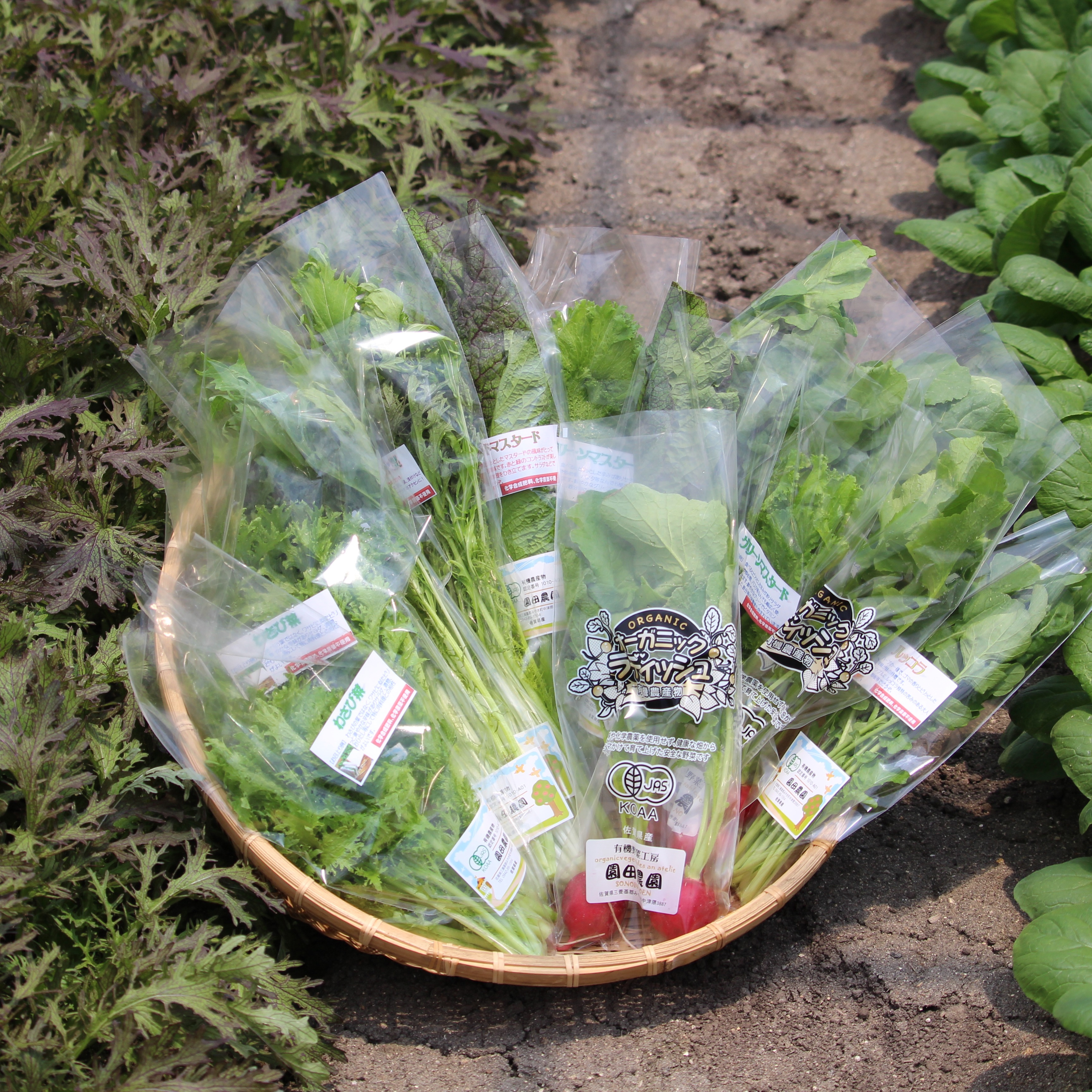 お野菜 有機JASサラダミニセット7種類×1P 動物性不使用/植物性育ち ｜ 野菜