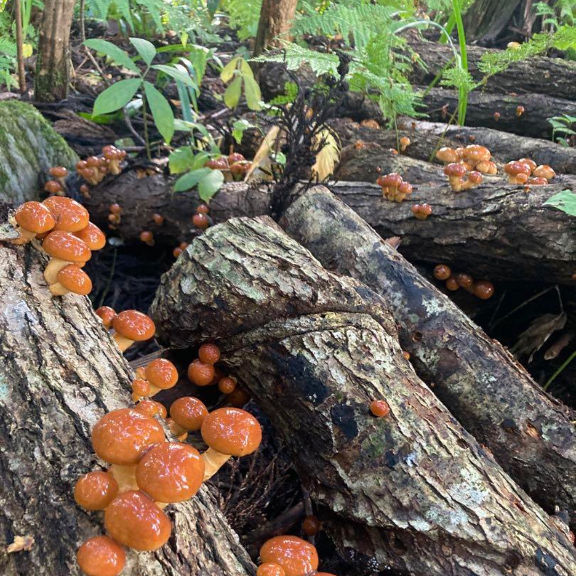 身体に美味しい！ 肉厚ぷりぷり、なめこ1キロ | 野菜/きのこ 産直