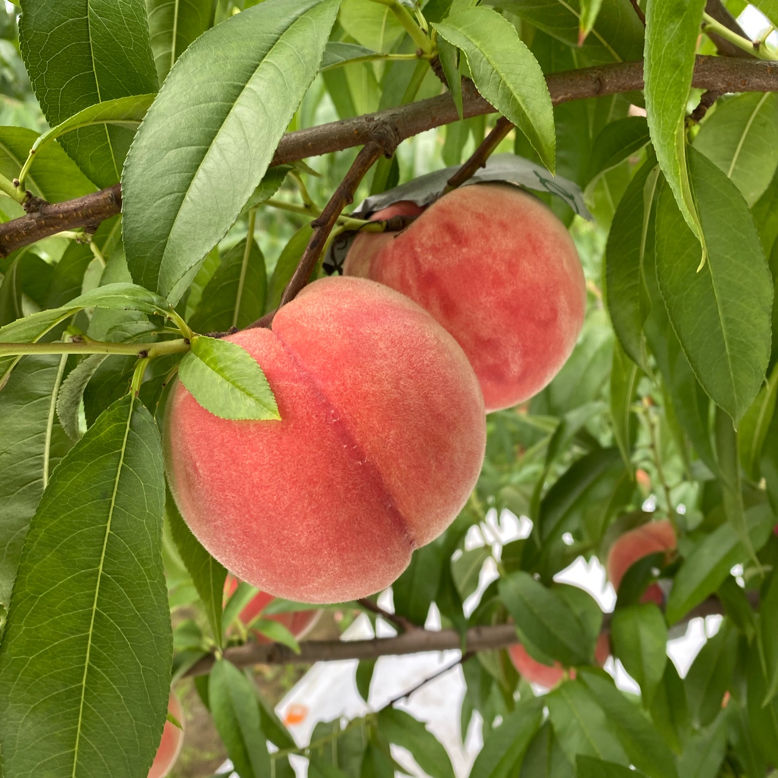 ギフト用】川中島白桃3kg（8〜12玉）長野県産 ｜ 果物/もも 産直アウル