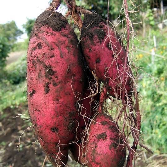 人気No.1！新芋3種食べ比べ 横浜産自然栽培さつまいも20kg｜採れたての