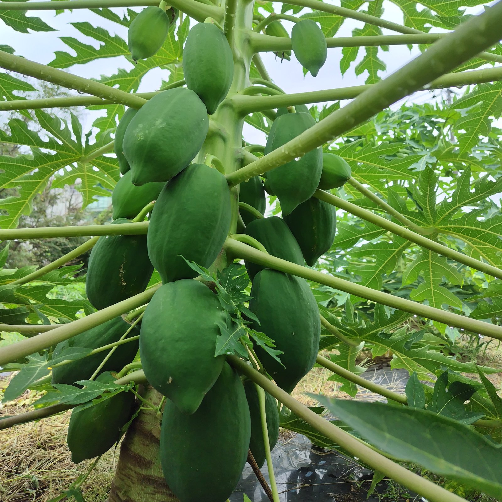 新鮮な青パパイヤ 19キロ アウルの日】茨城県産 健康食材 青パパイヤ 無農薬1.8Kg ｜ 野菜
