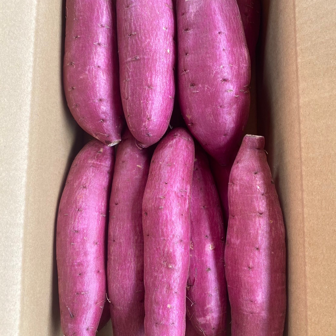 しっとり系【 シルクスイート S•M混合サイズ 3kg 】千葉県成田市産