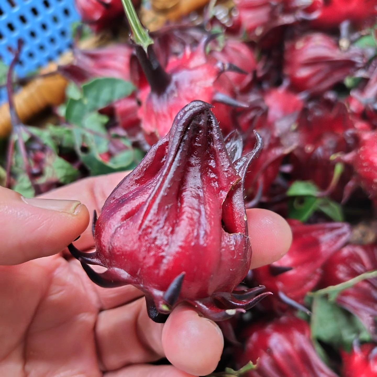 採れたて新鮮！【生ローゼル】1kg | 野菜/ハーブ 産直アウル 農家