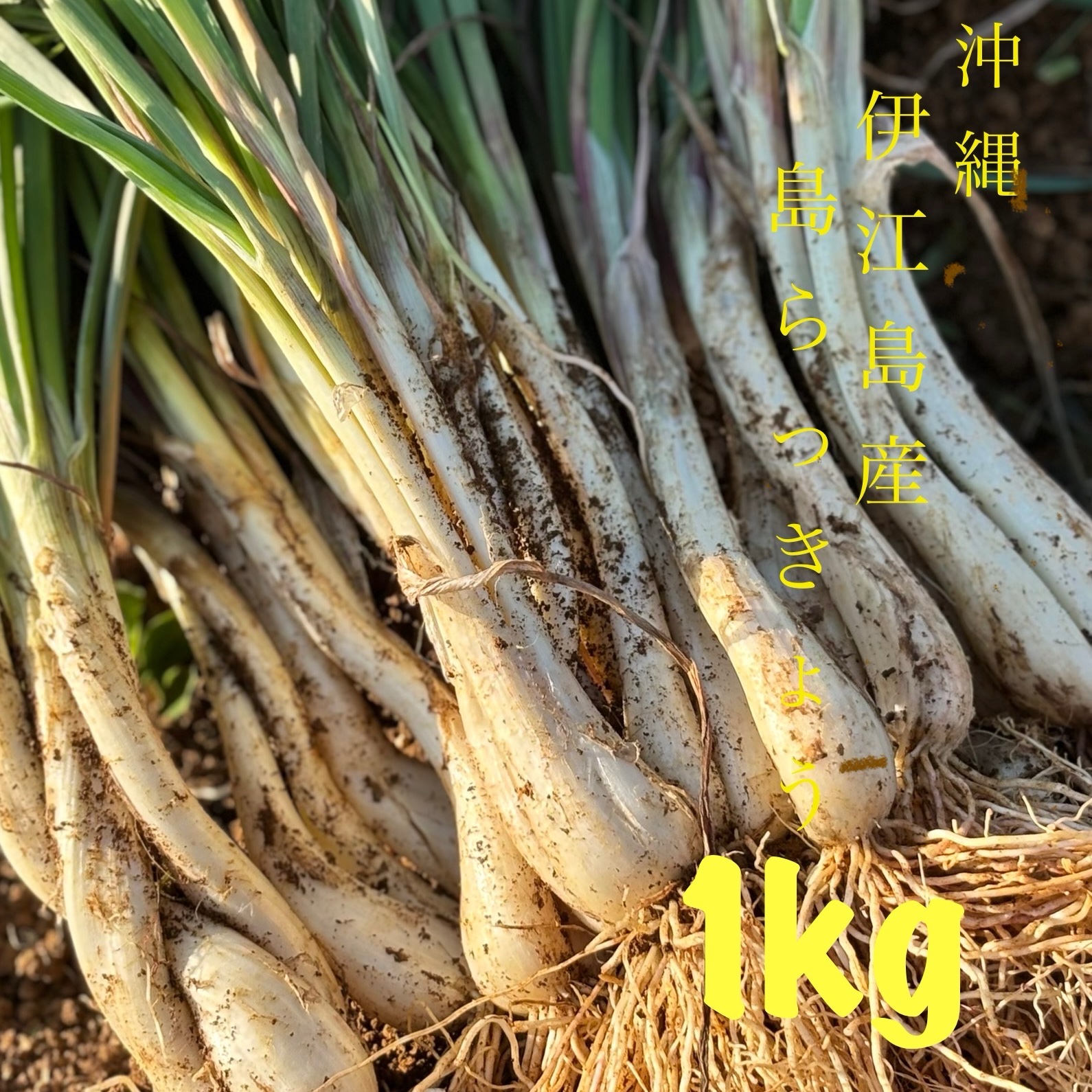 伊江島産♪島らっきょう10.5㎏ 【公式通販】