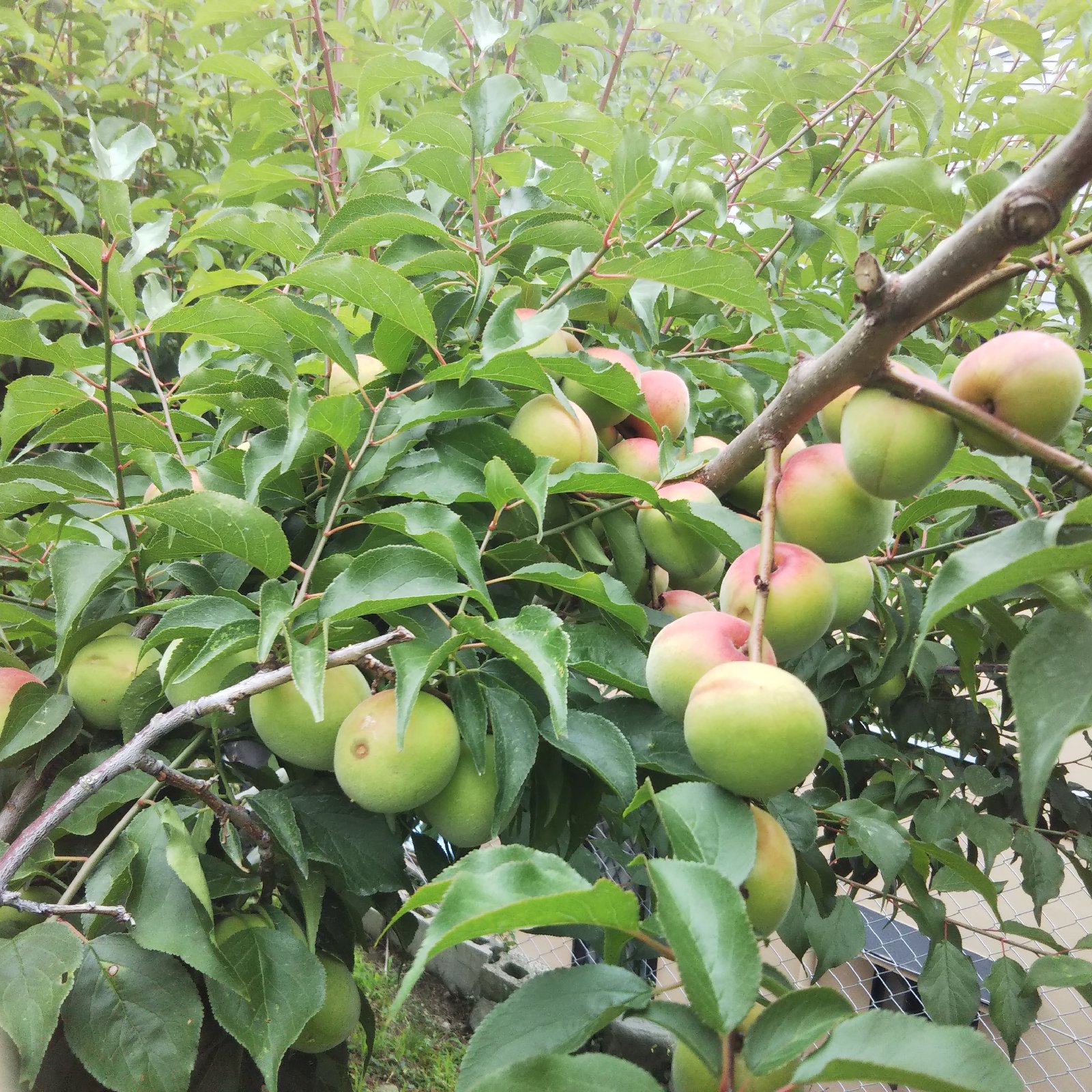 南高梅 和歌山県橋本市産 4kg 2L～4L以上サイズ ｜ 果物/青梅 産直