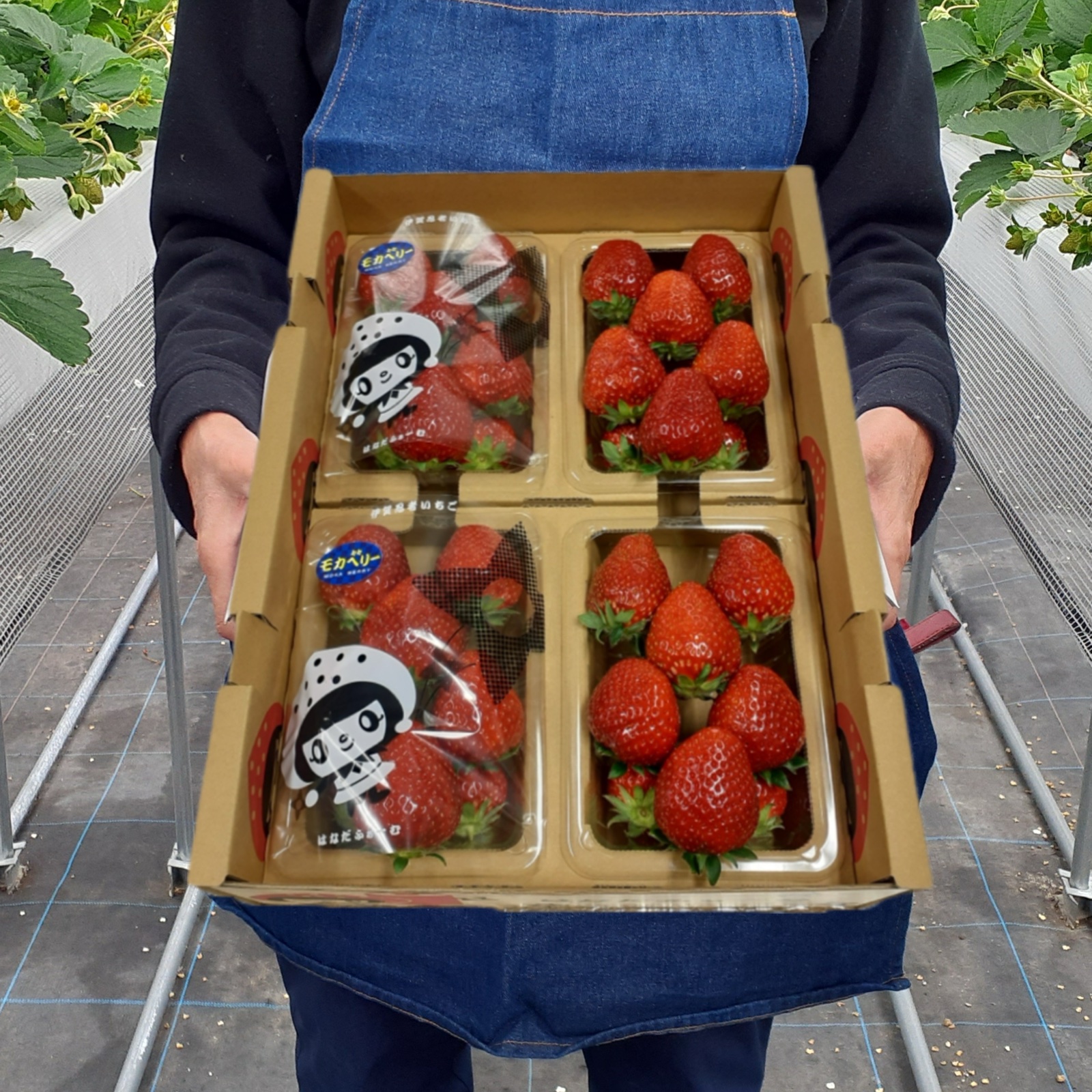 24384bdd843f86e96fdd9017687840