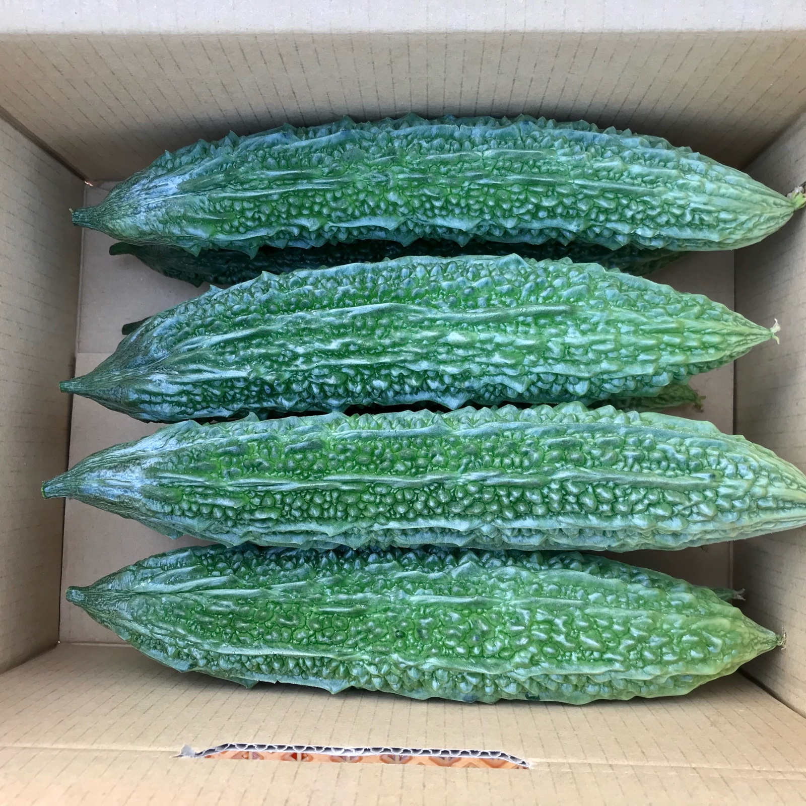 【鹿児島産】甘塩ゴーヤ箱込み3キロ^_^ 鹿児島産】甘塩ゴーヤ箱込み3キロ^_^ | 野菜/ゴーヤ 産直アウル