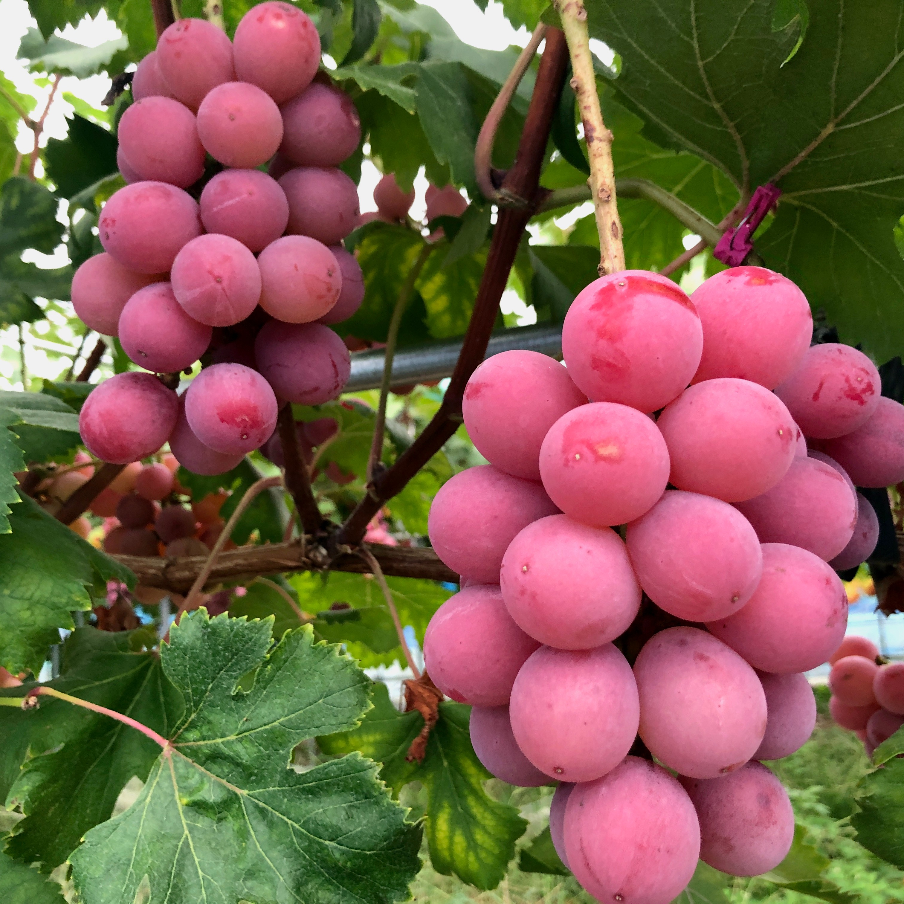 専用 同梱品 クイーンニーナ中房800g+クイーンマスカット 粒2パック