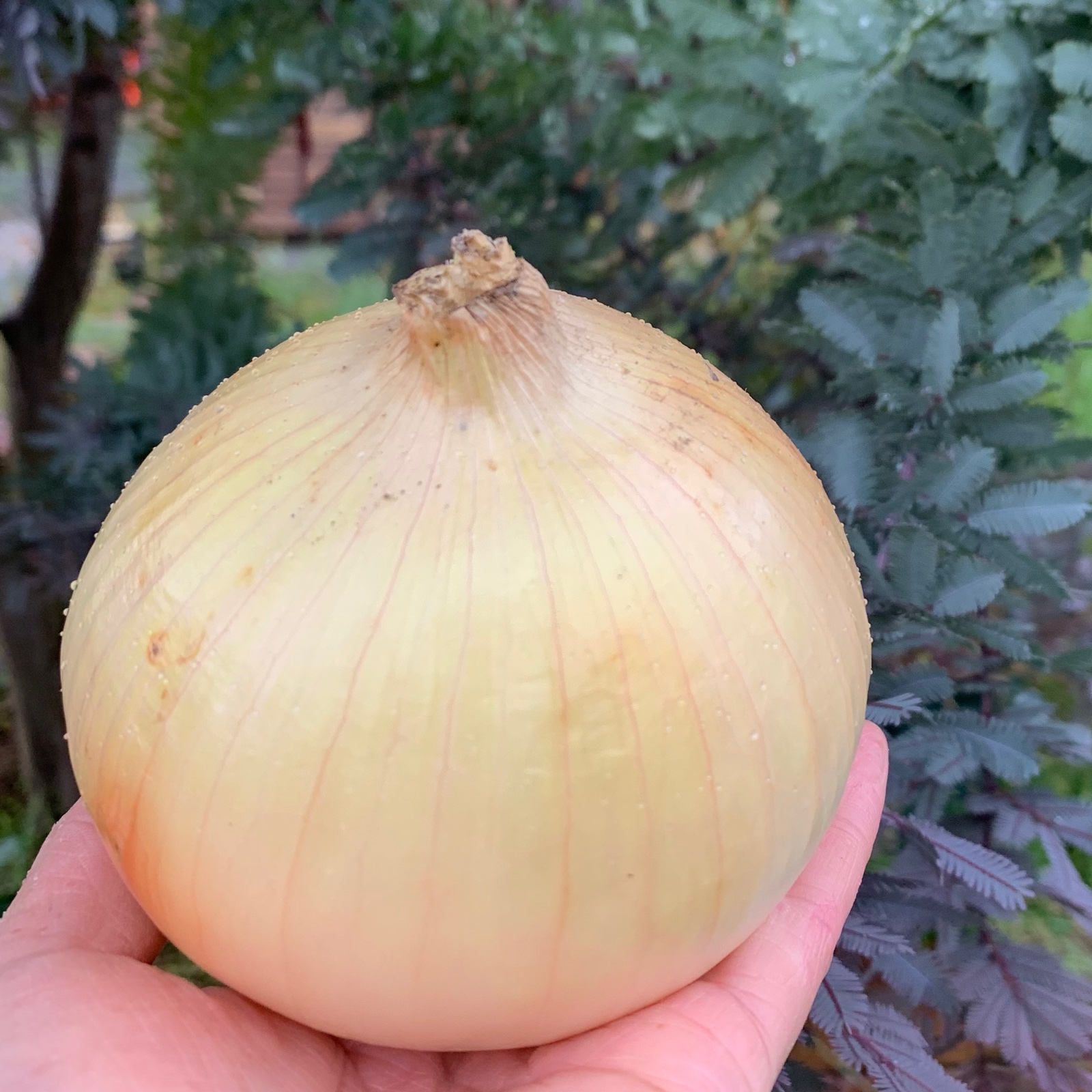 地元農家さんから愛される♡『七宝早生』淡路島産玉ねぎ 10キロ | 野菜