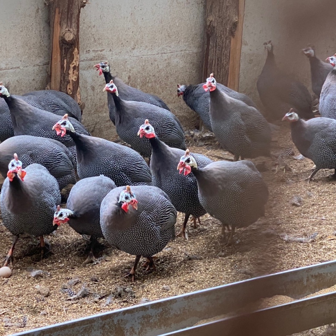 ホロホロ鳥【ホロホロ鳥種】卵5個+オマケ1個 ｜ 卵/その他卵 産直
