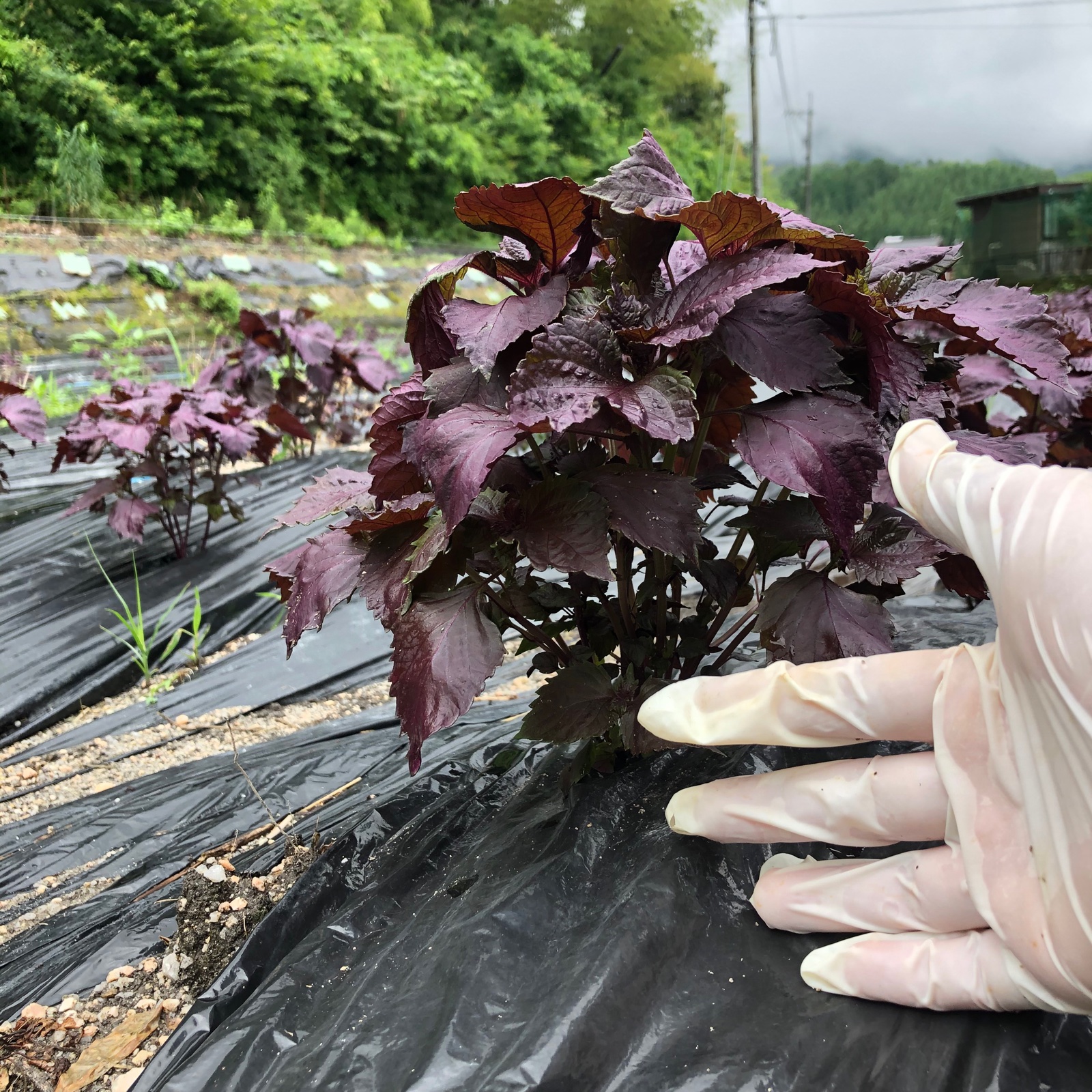 1kg【予約販売限定100 g以上増量】自然の香る赤紫蘇 農薬不使用 朝採り