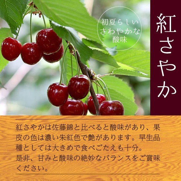 朝採り当日新鮮発送・減農薬栽培さくらんぼ【紅さやか】 ｜ 果物