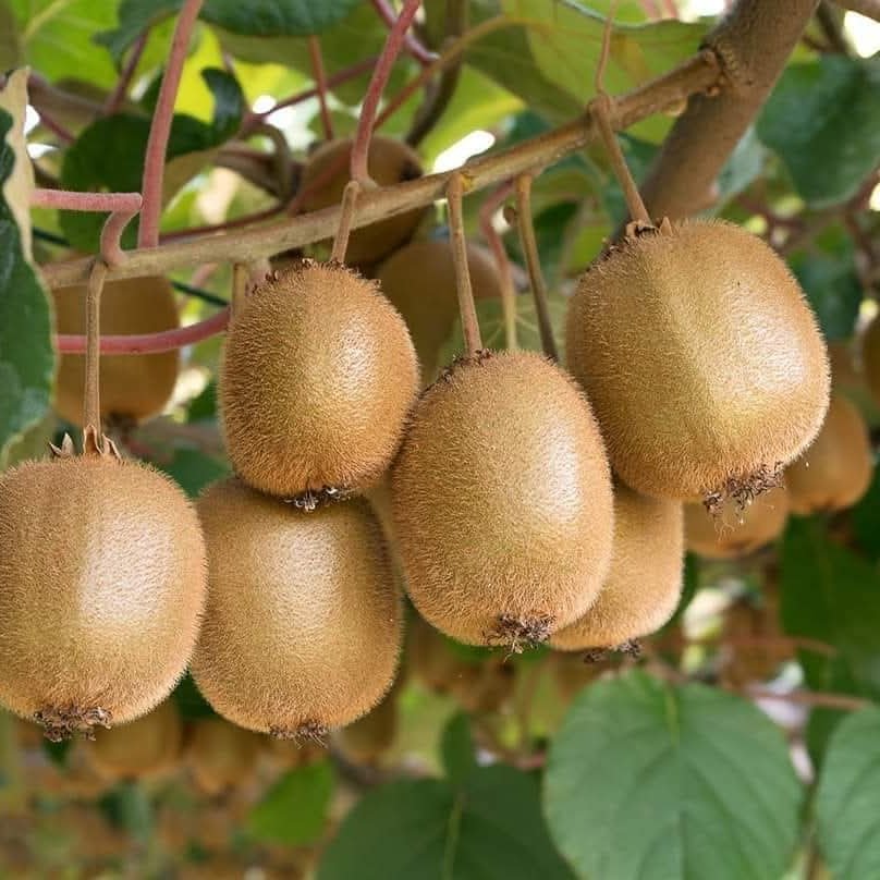 瀬戸内しまなみ産 栽培期間中農薬、化学肥料、除草剤不使用 自然栽培