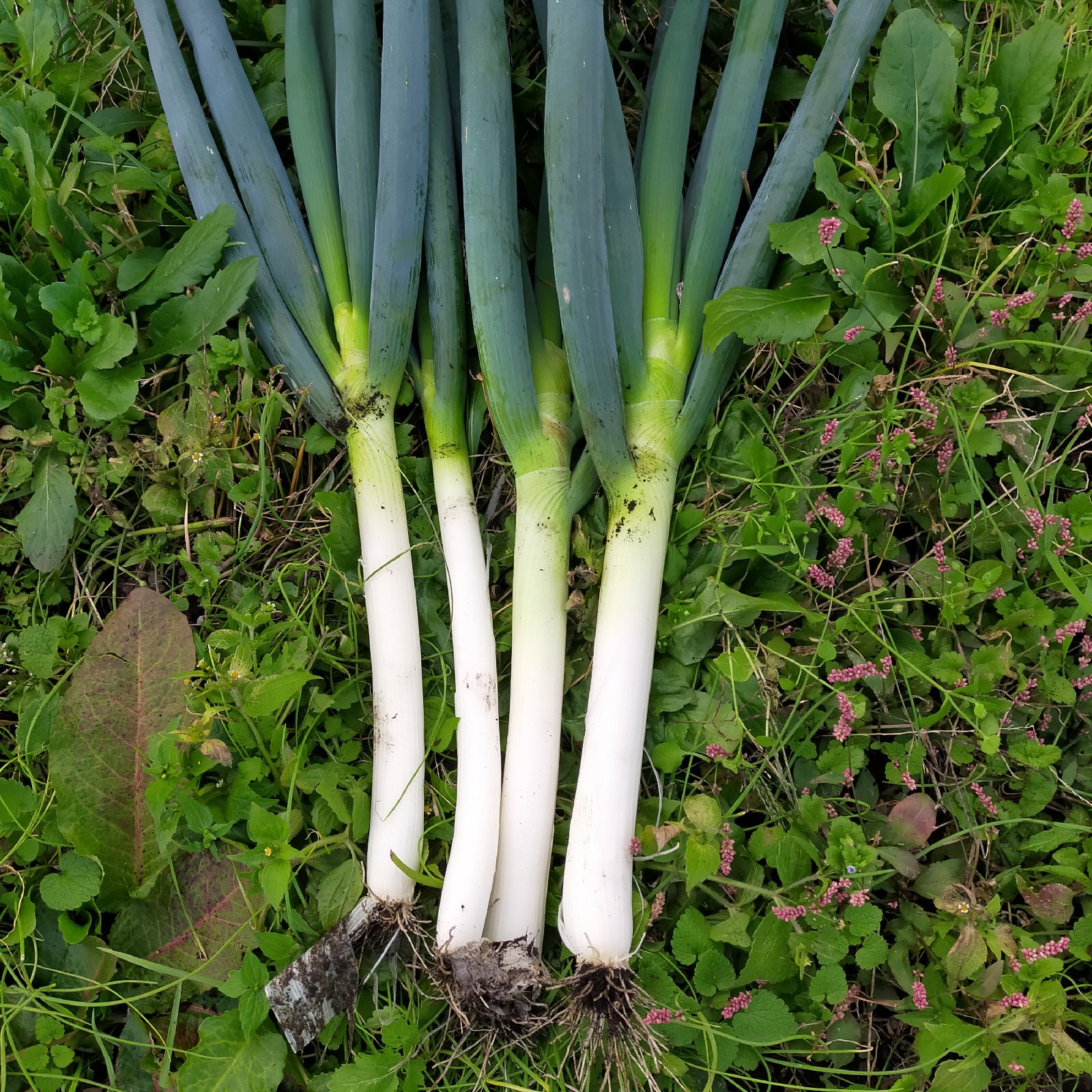 24b91d5c71c52cabacc20264563fad