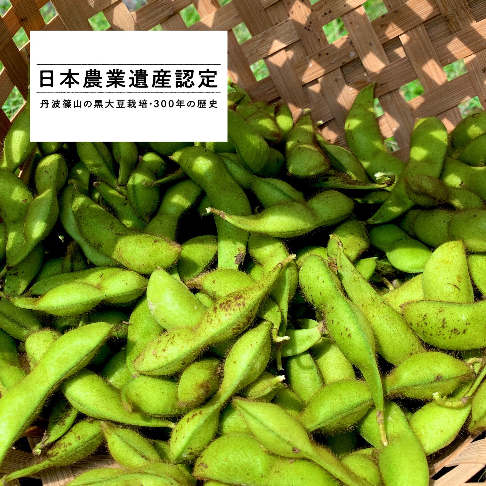 丹波黒枝豆（野菜＞枝豆）の産地直送商品一覧（通販・お取り寄せ