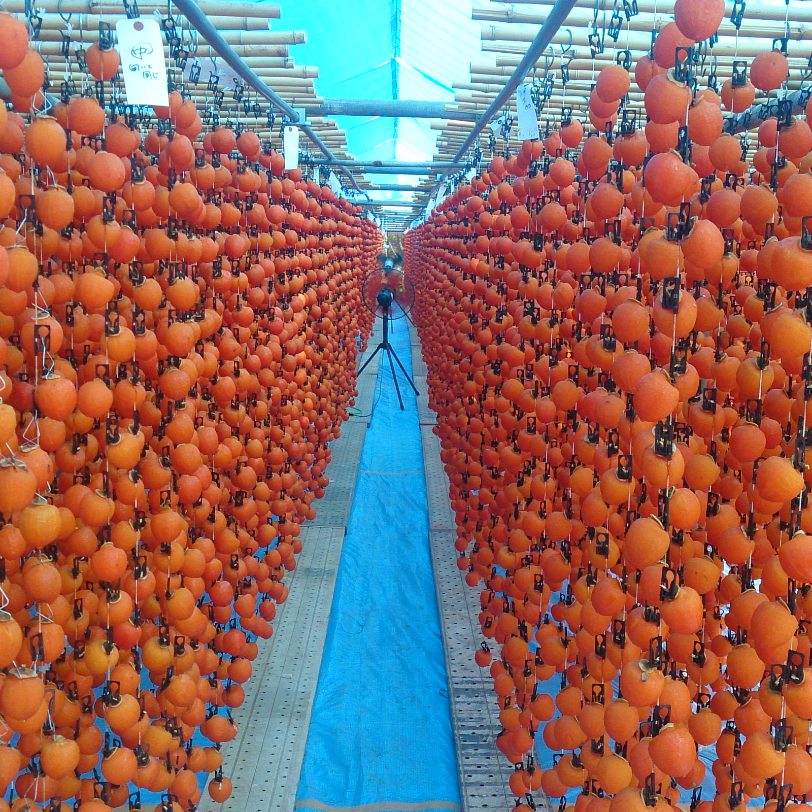 南信州産　市田柿　１ｋｇ✖️２袋入り