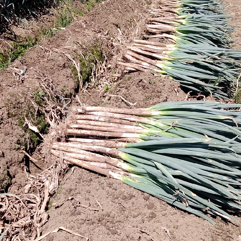 栃木県産 長ネギ ｜ 野菜/ねぎ 産直アウル 農家・漁師など生産者から