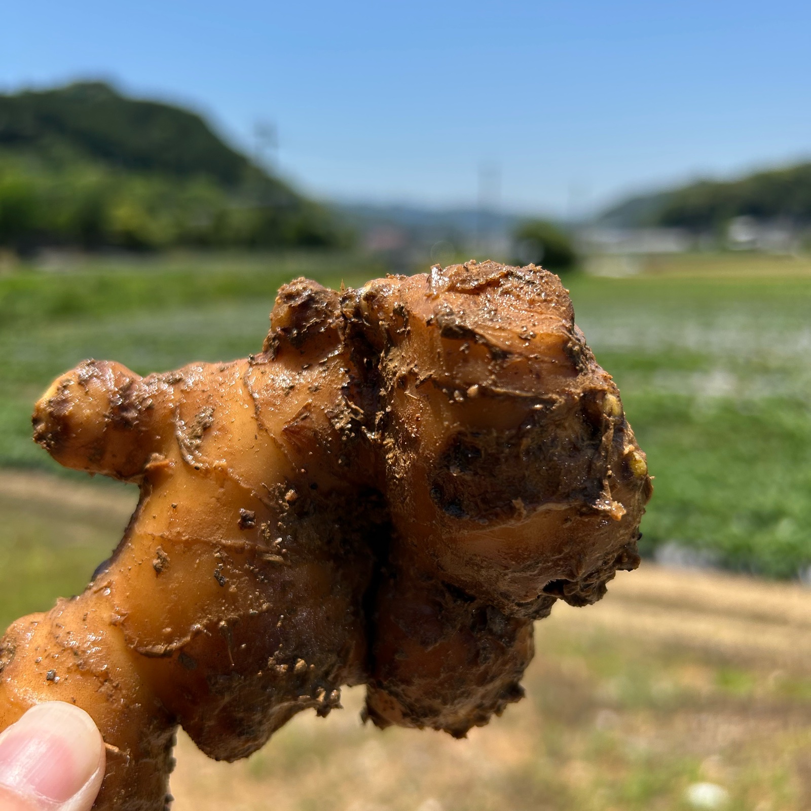 囲生姜【10kg】高知県産 Amazon.co.jp: 高知県産 近江生姜 10kg : 食品・飲料・お酒