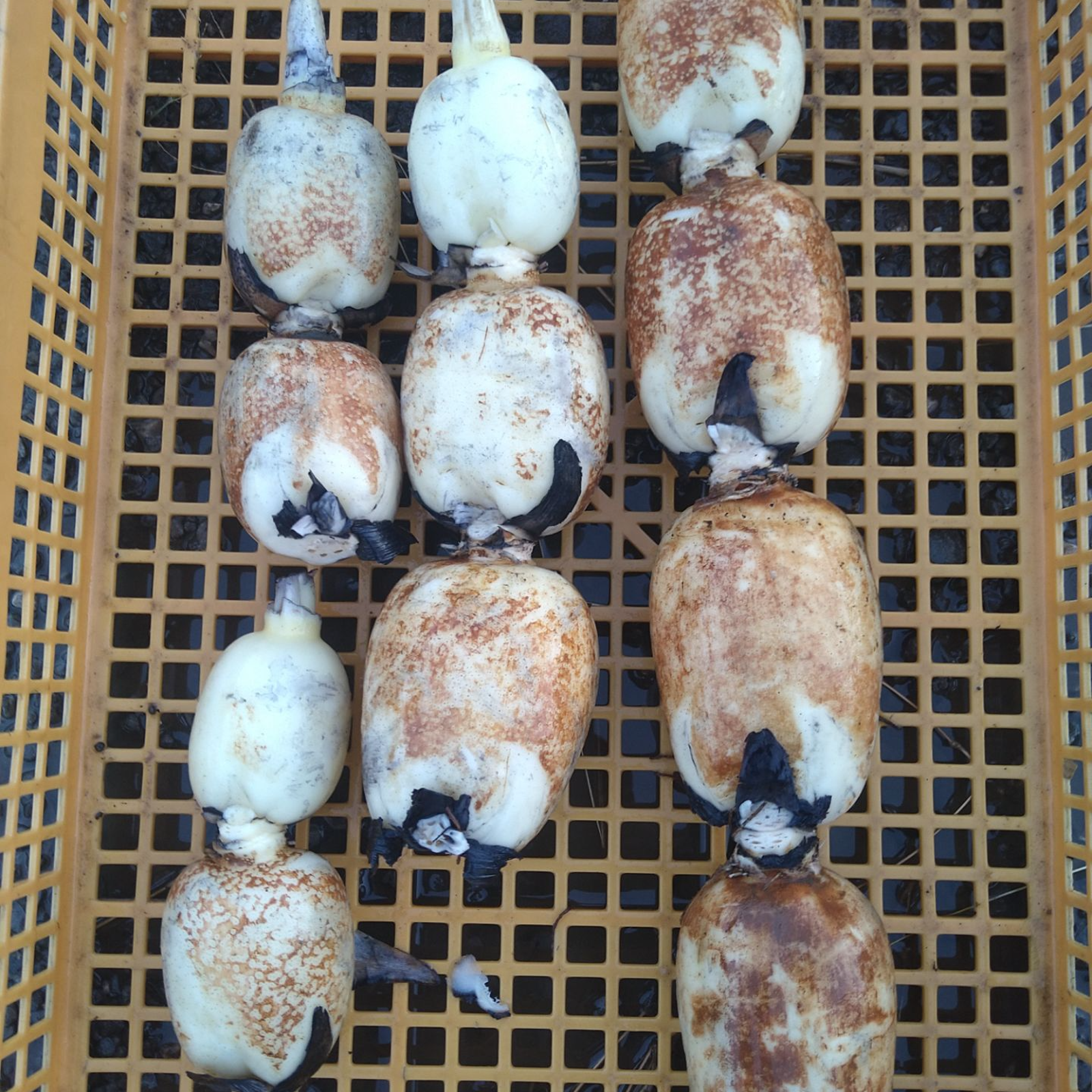 れんこん 4キロ 茶色レンコン 蓮根 クール発送 | 野菜/蓮根 産直アウル