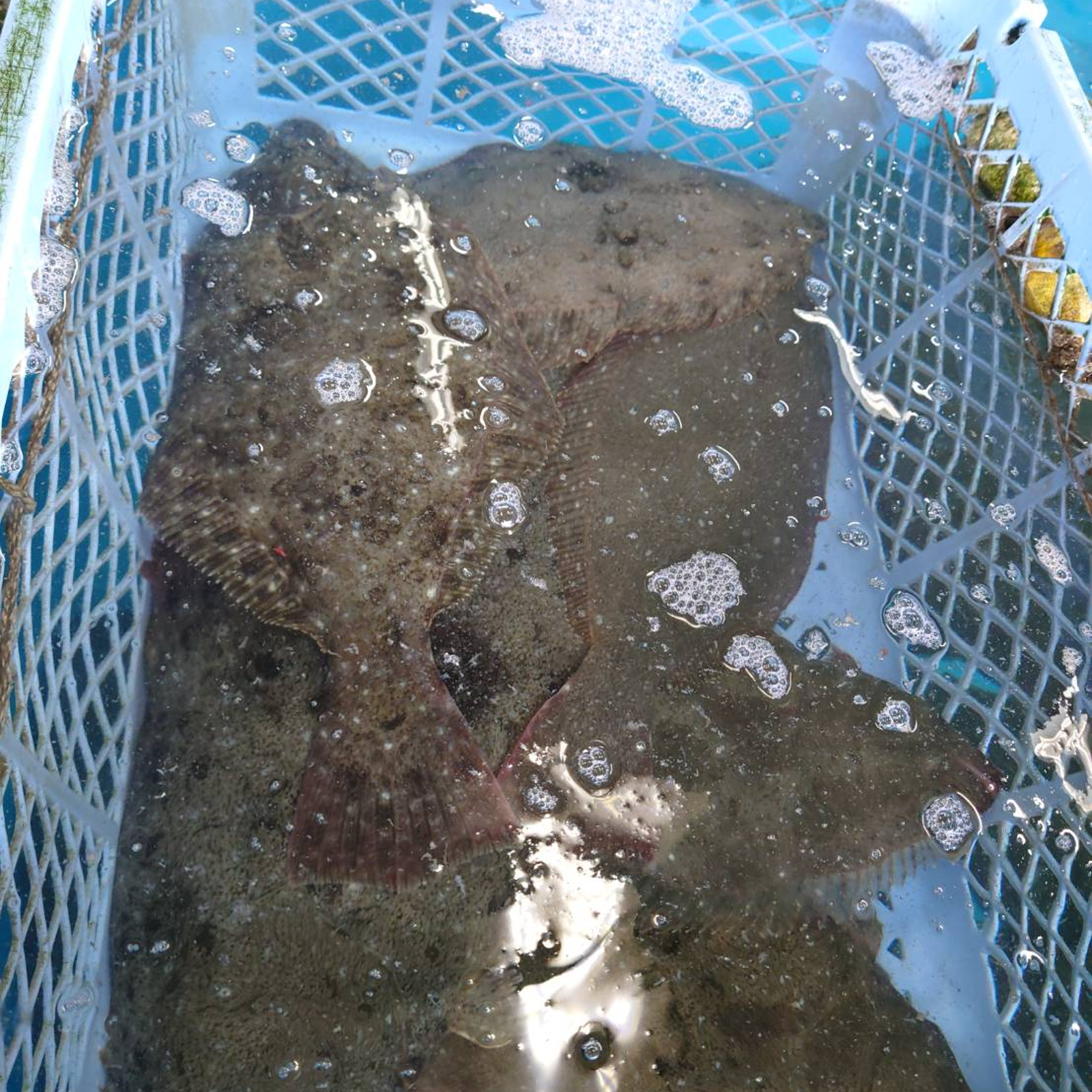 青森県 津軽海峡産 天然寒ヒラメ 1.5キロ （1～2尾入り） | 魚介類