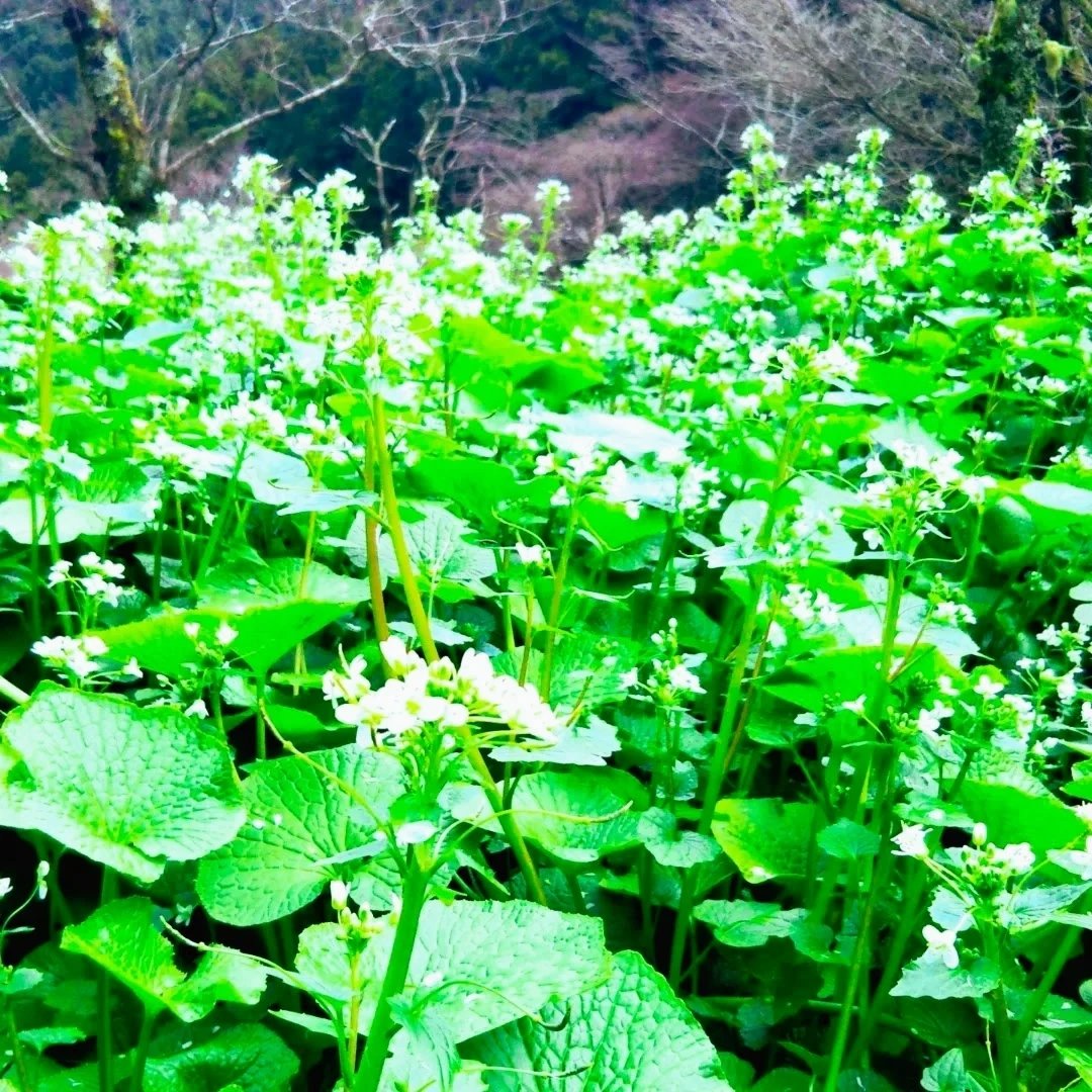 無選別】✿花ワサビ✿_500g前後(訳アリ)お試し,おまかせ ｜ 野菜/薬味