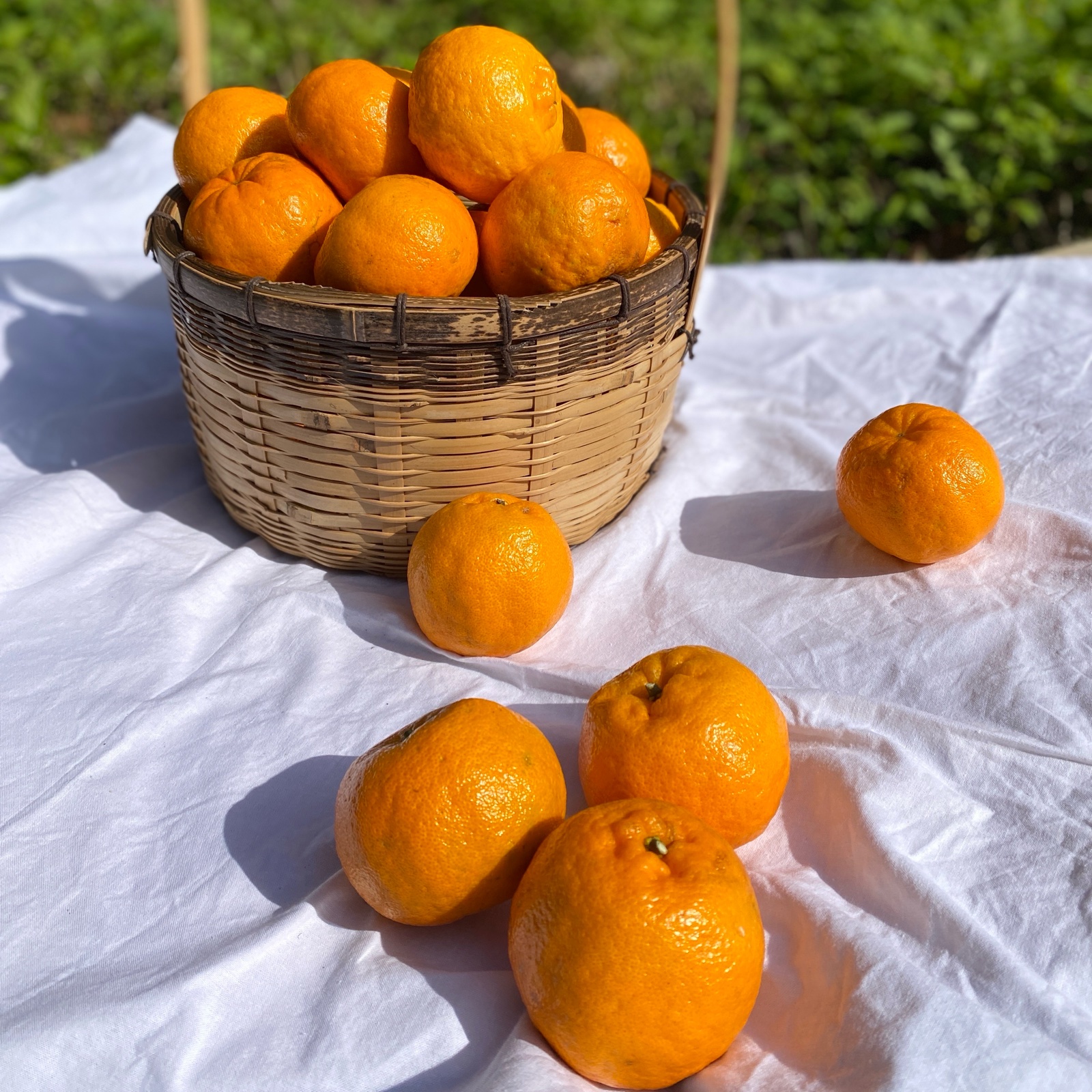 ぽんかん様　５台まとめ購入専用ページ 贈答用】屋久島産ぽんかん 5kg | 果物/オレンジ・その他みかん 産直