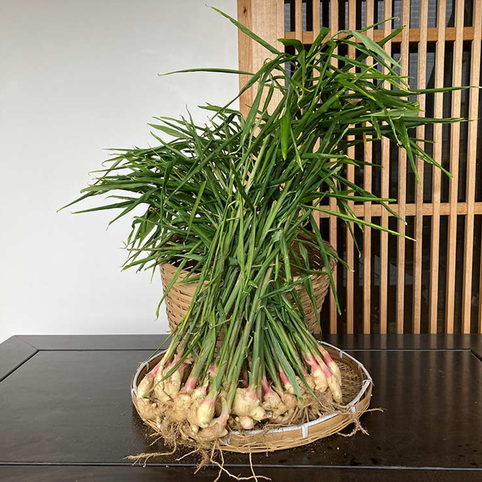 新鮮！朝掘り土つき生姜10kg 育成栽培中農薬不使用