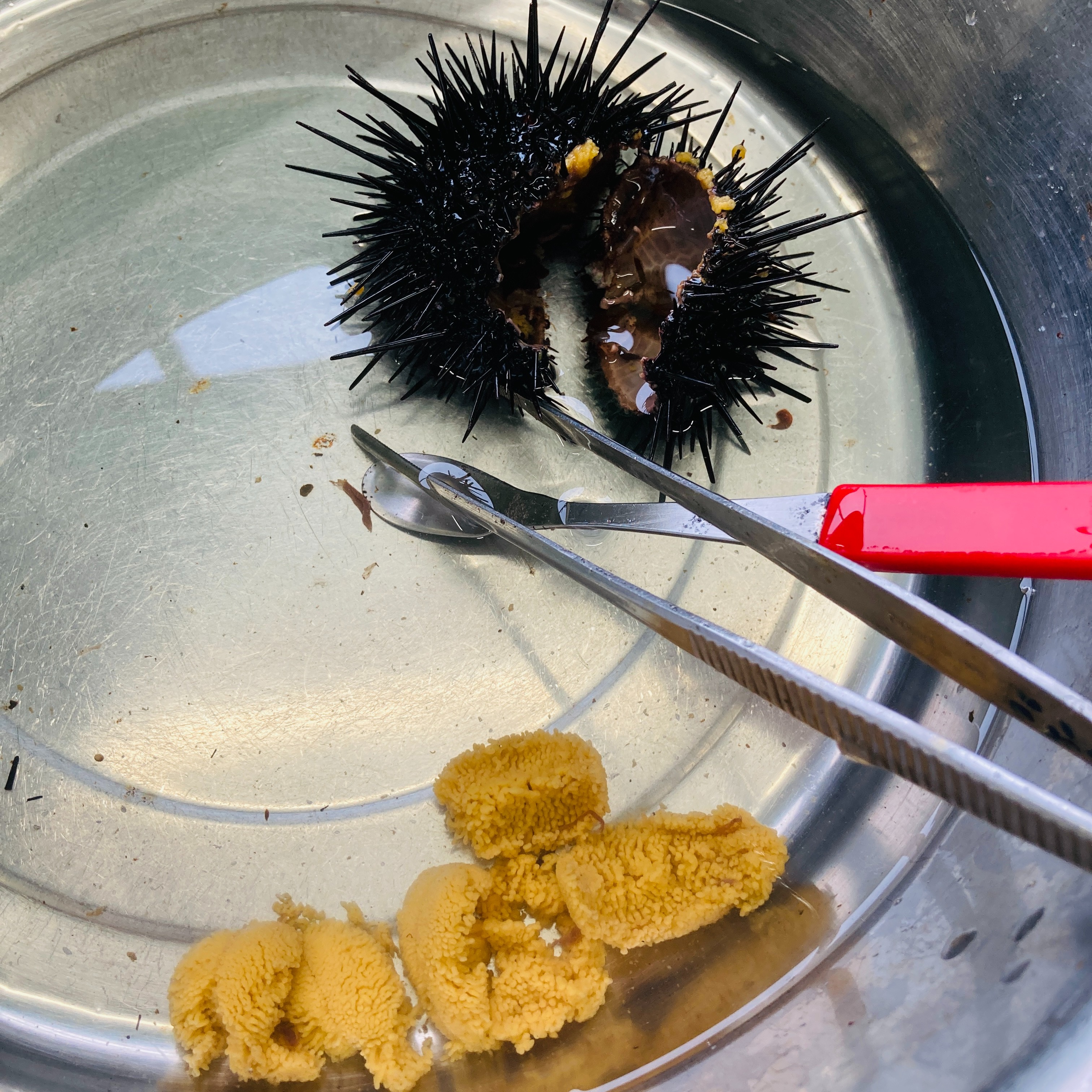 うに 殻付きうに 500g 北海道松前産 キタムラサキウニ 雲丹 お試し ｜ 魚介