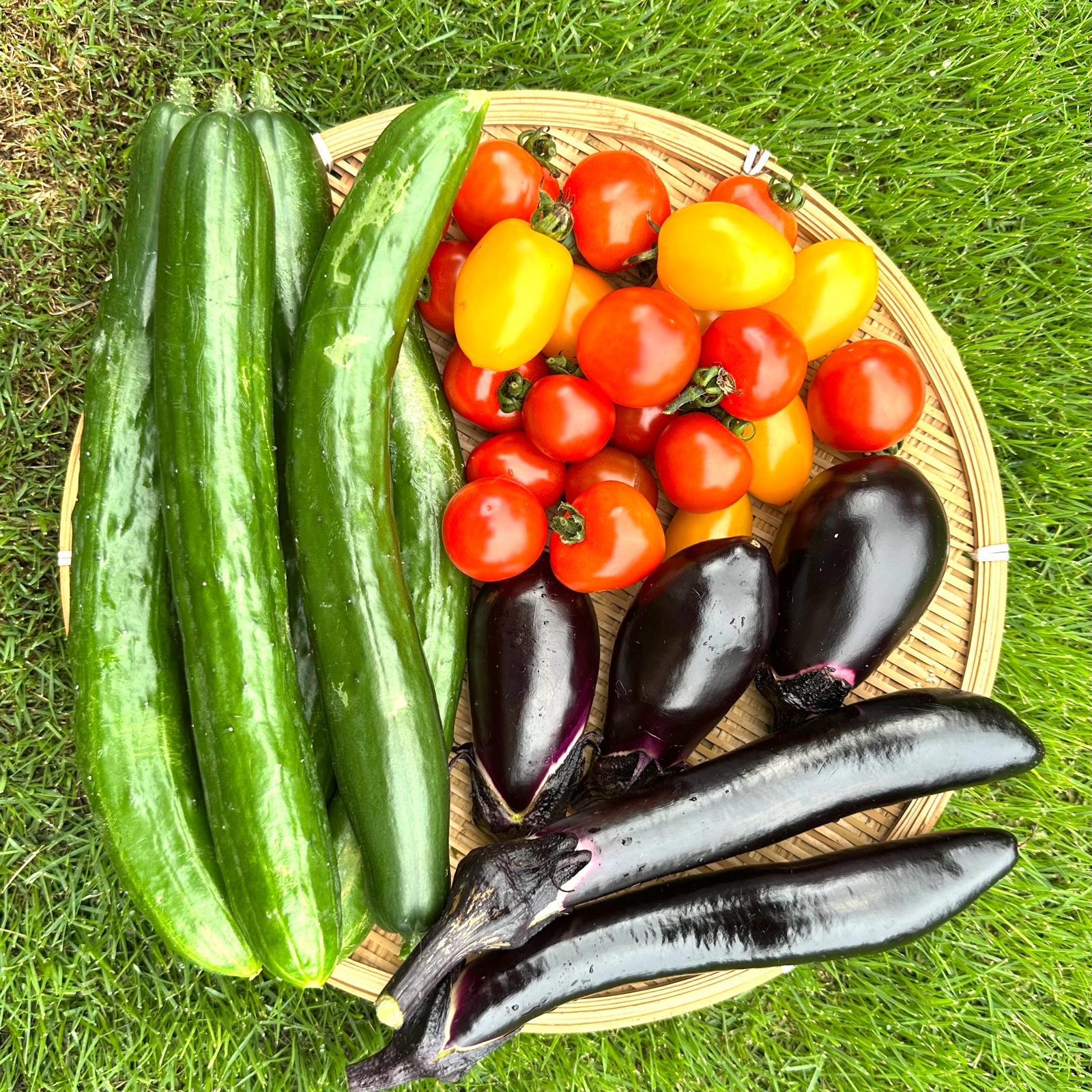 夏野菜セット3種(送料含む) | 野菜/野菜セット・詰め合わせ 産直アウル