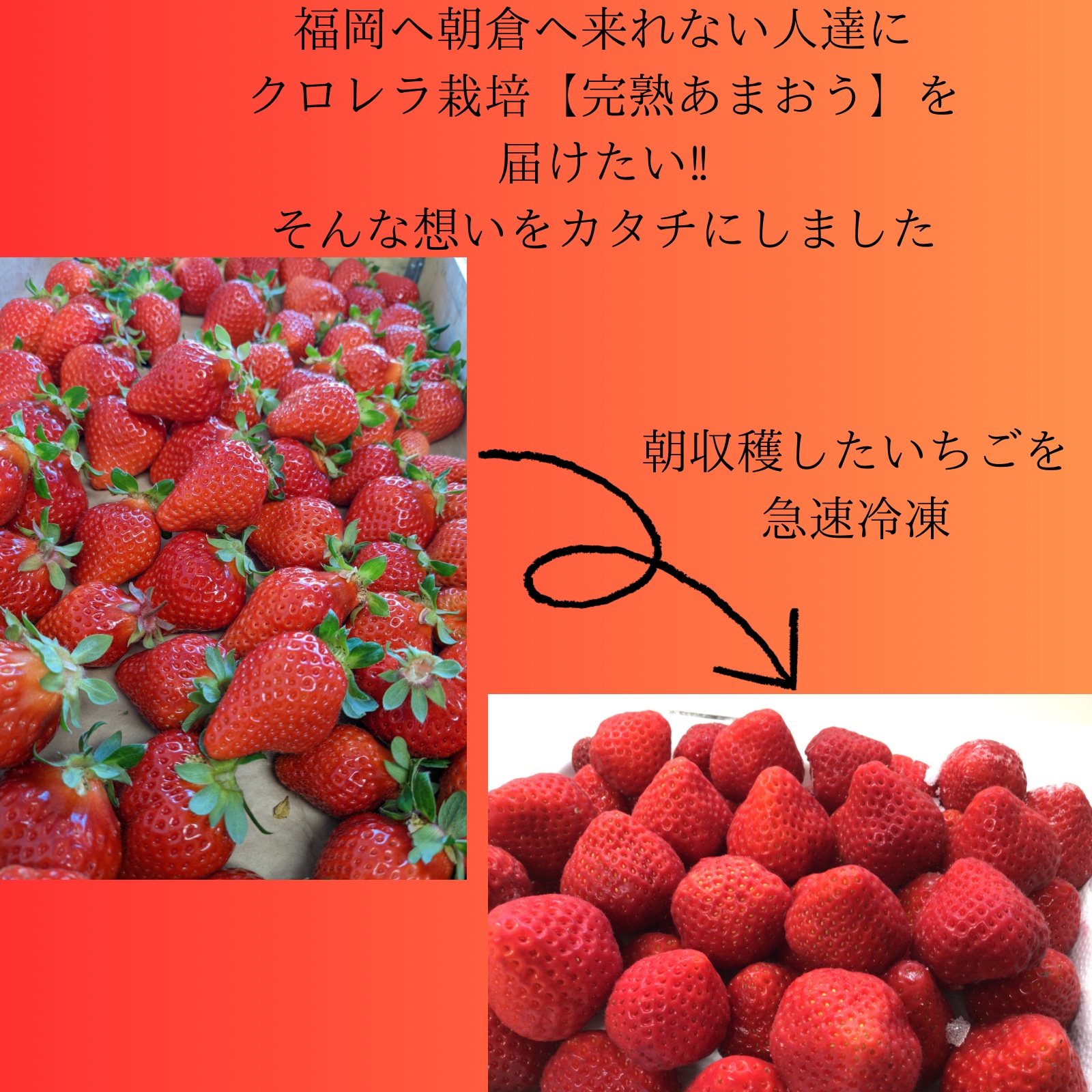 冷凍いちご（粒不揃い） 完熟収穫あまおう 1kg【約250g×4パック】 福岡