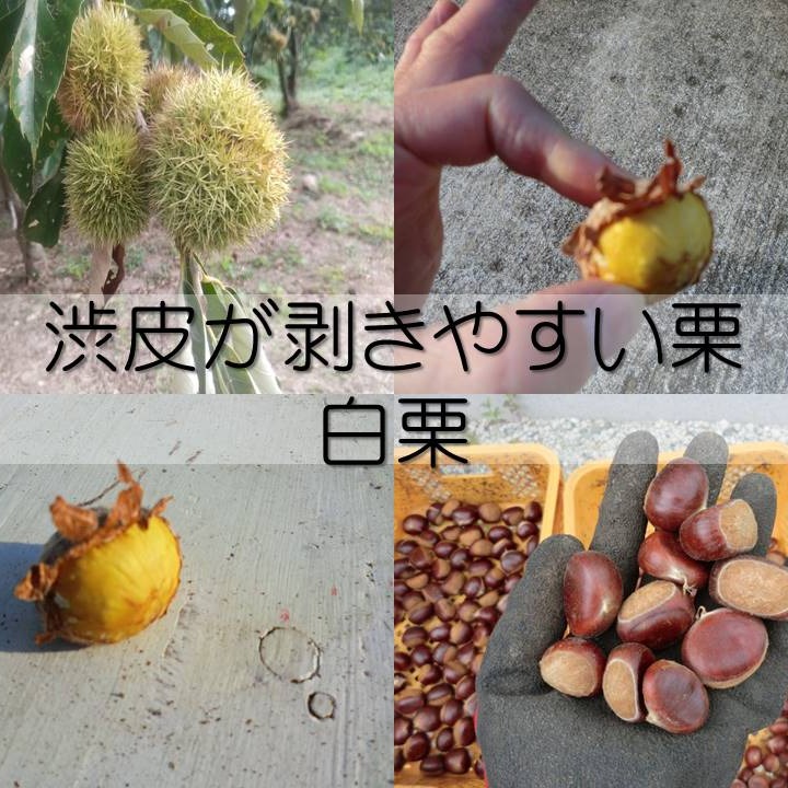 とっても甘い60日熟成むき栗】 白栗60日氷温熟成むき栗 真空パック冷凍