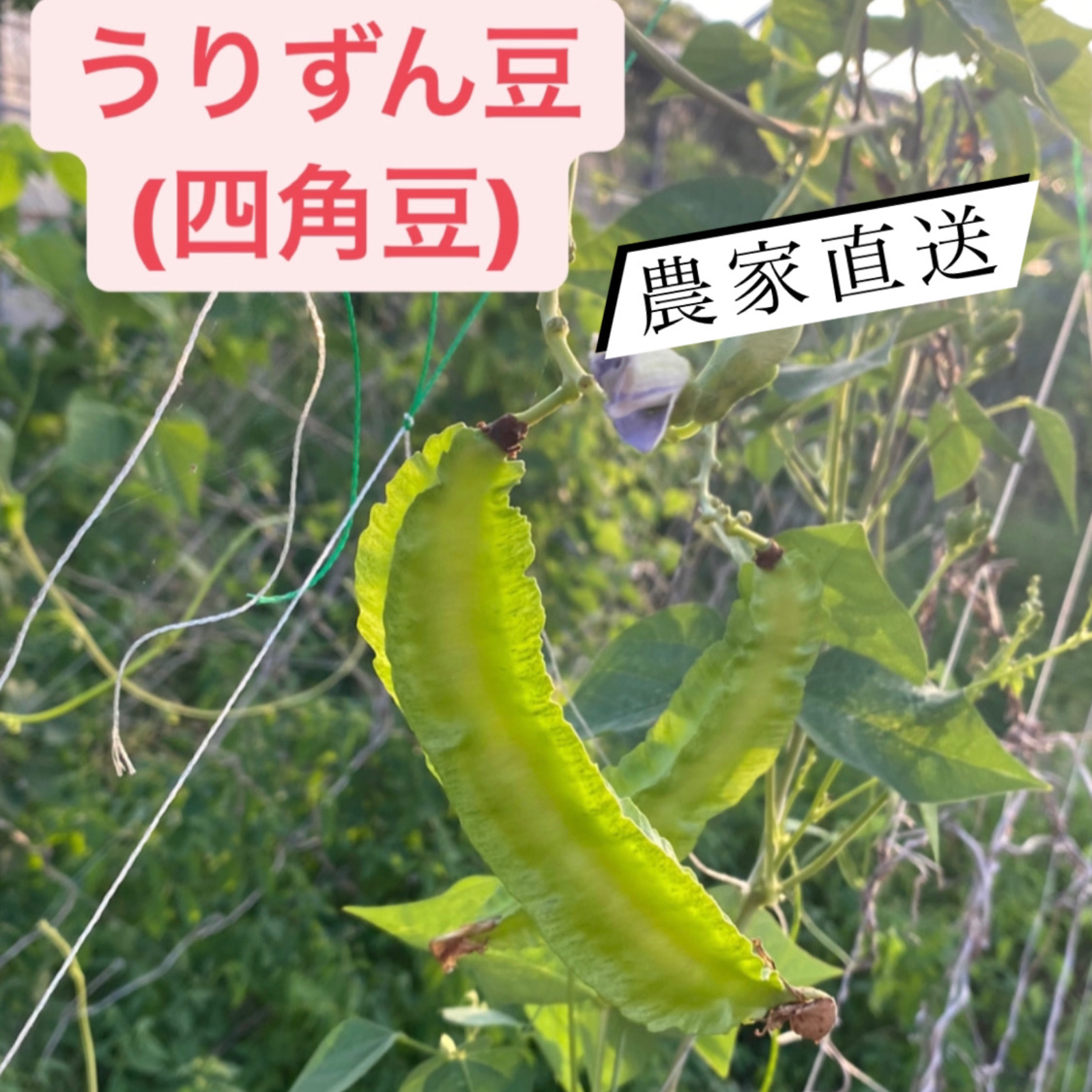 沖縄県産 うりずん豆（琉球四角豆）約５kg 【常温便】④ 沖縄県産 やさい 島野菜 うりずん豆