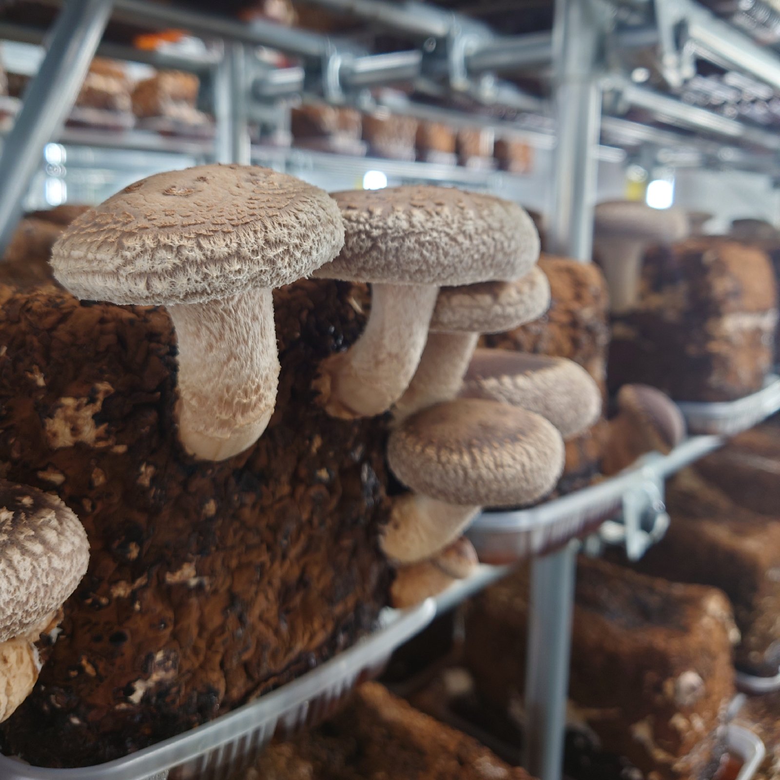 クール便配送】朝採れ新鮮生しいたけ✨【1.5kg】M~Lサイズ | 野菜