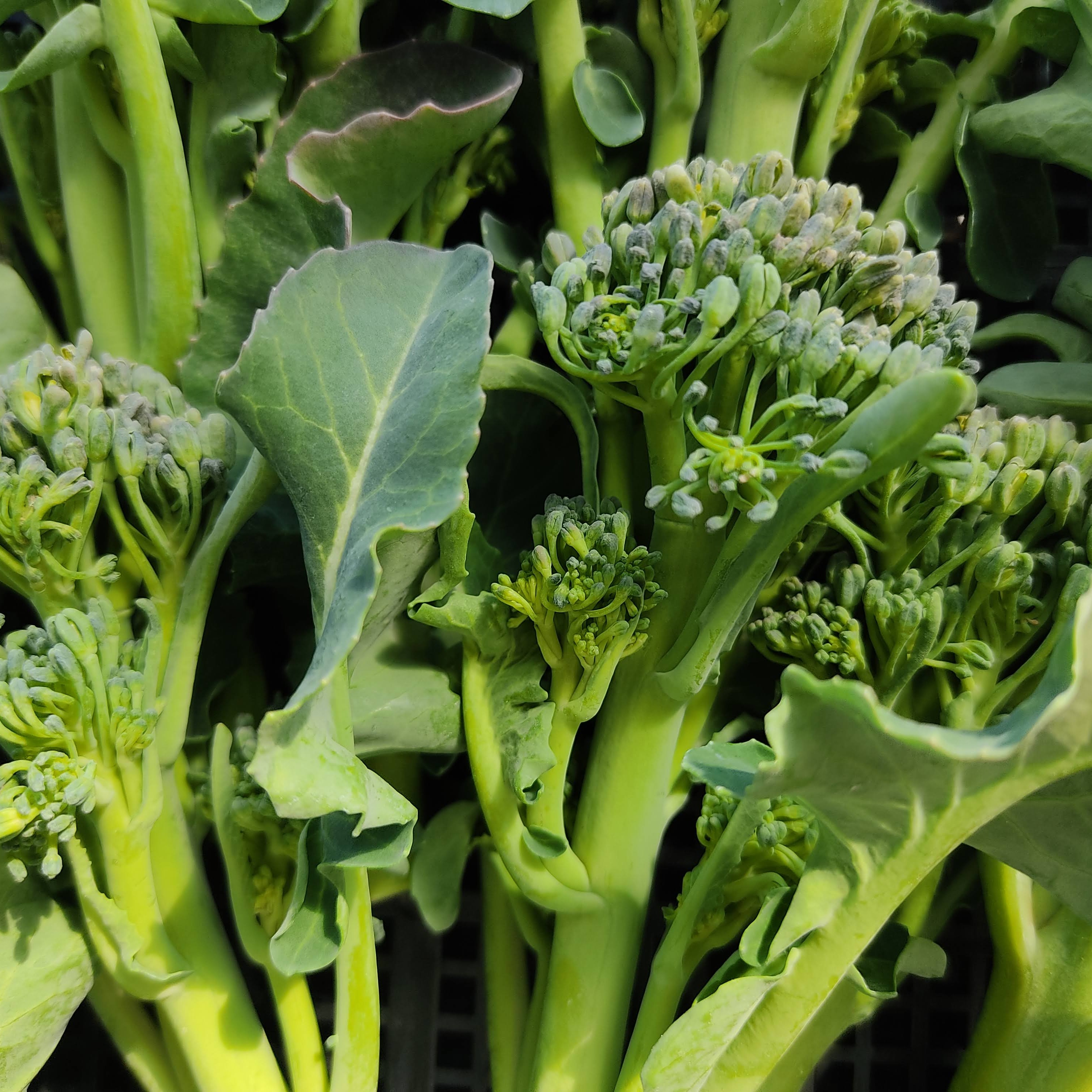 ブロッコリー（野菜）の産地直送商品一覧（通販・お取り寄せ）-産直アウル